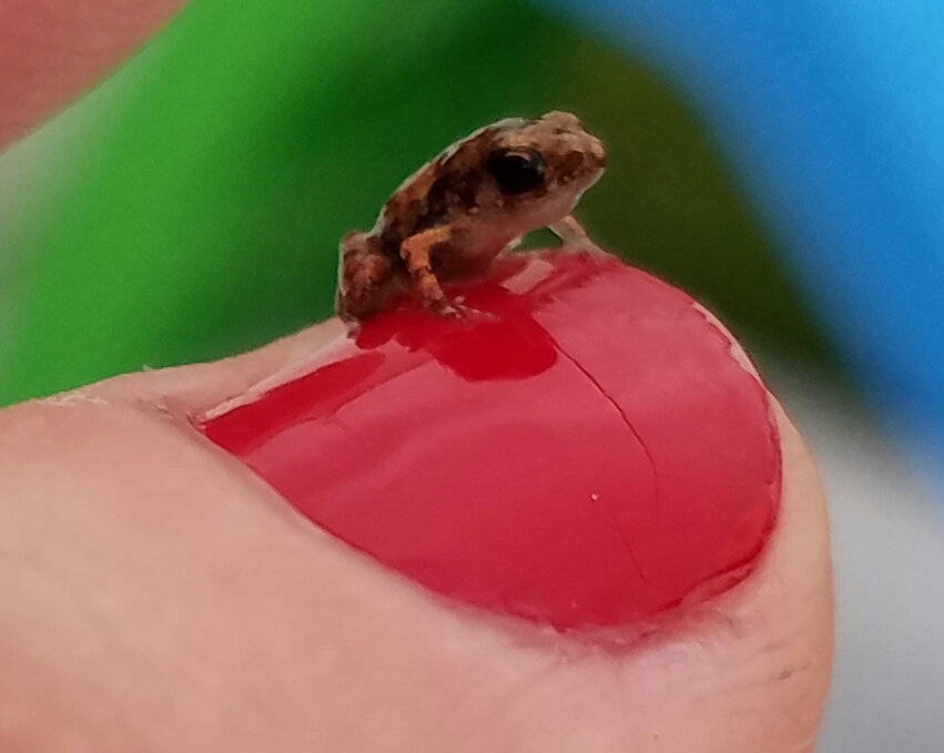 This baby greenhouse frog is about 1/4 the size of my fingernail. SW