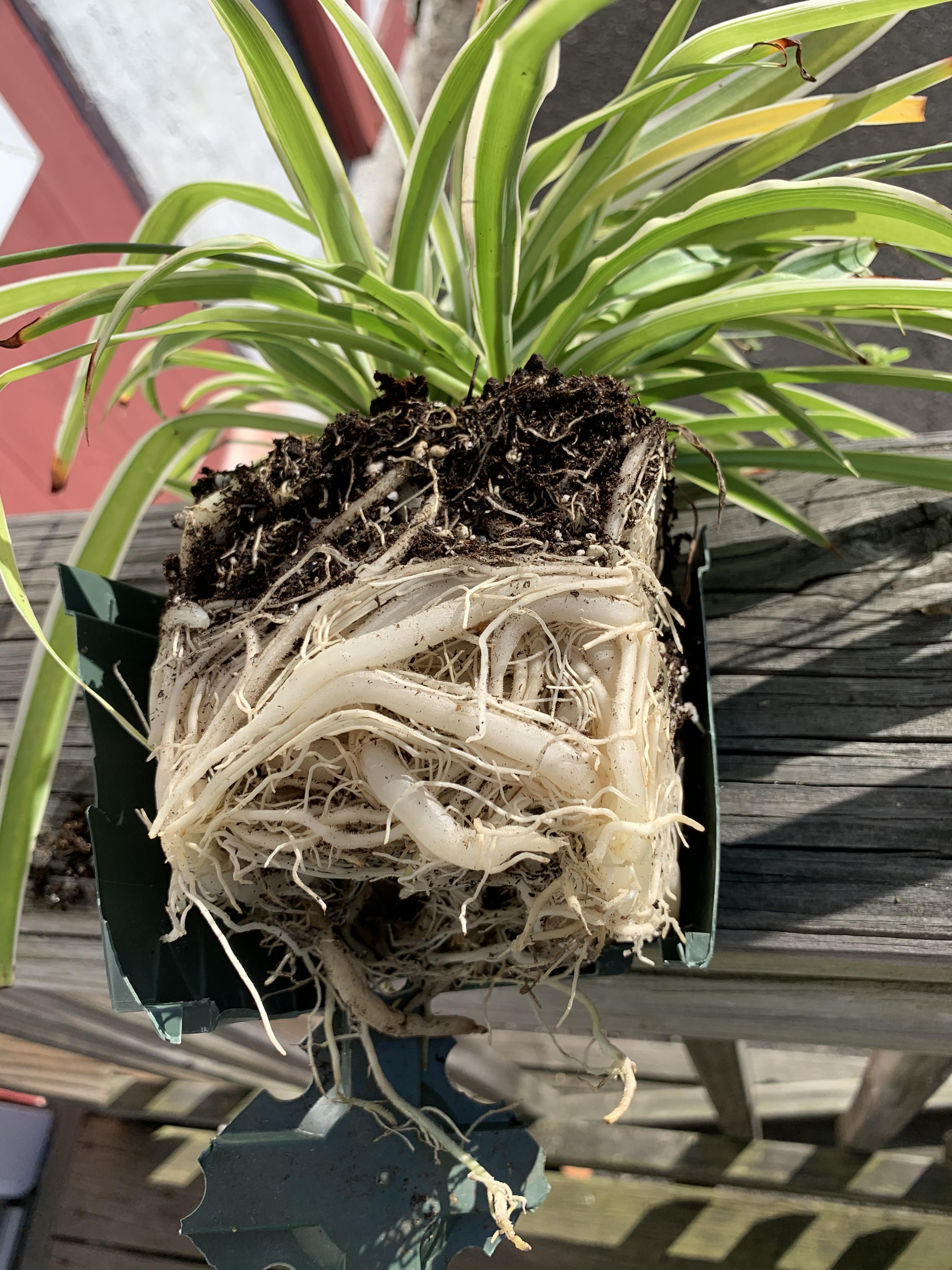 Roots of a spider plant I purchased recently. I had to cut the pot away