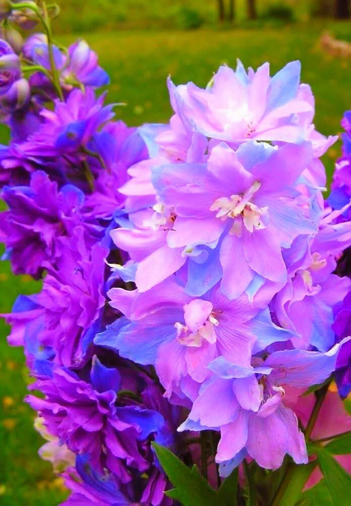 Candle Larkspur Misty Mauvers r/flowers