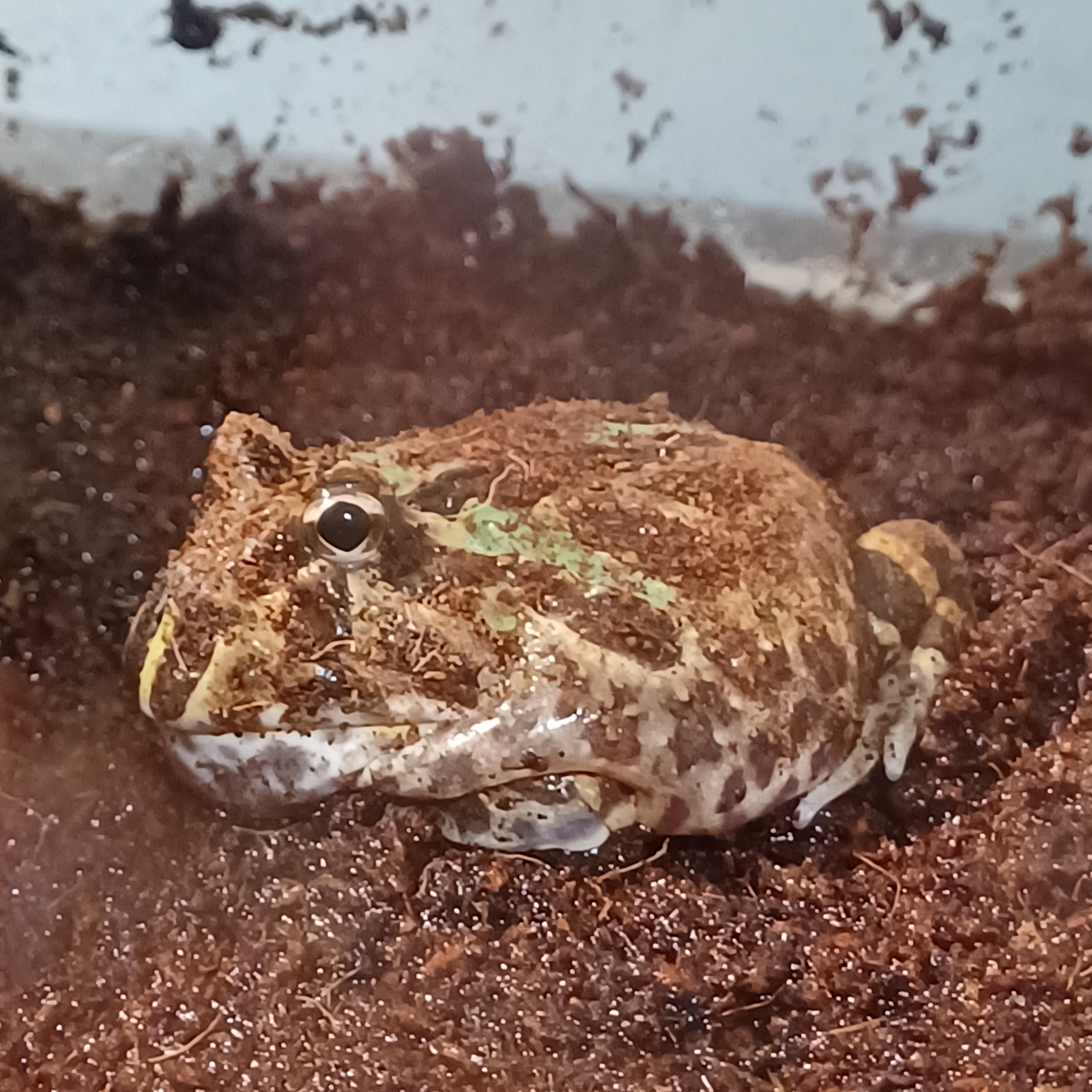 Bloated? How can I fix this? r/pacmanfrog