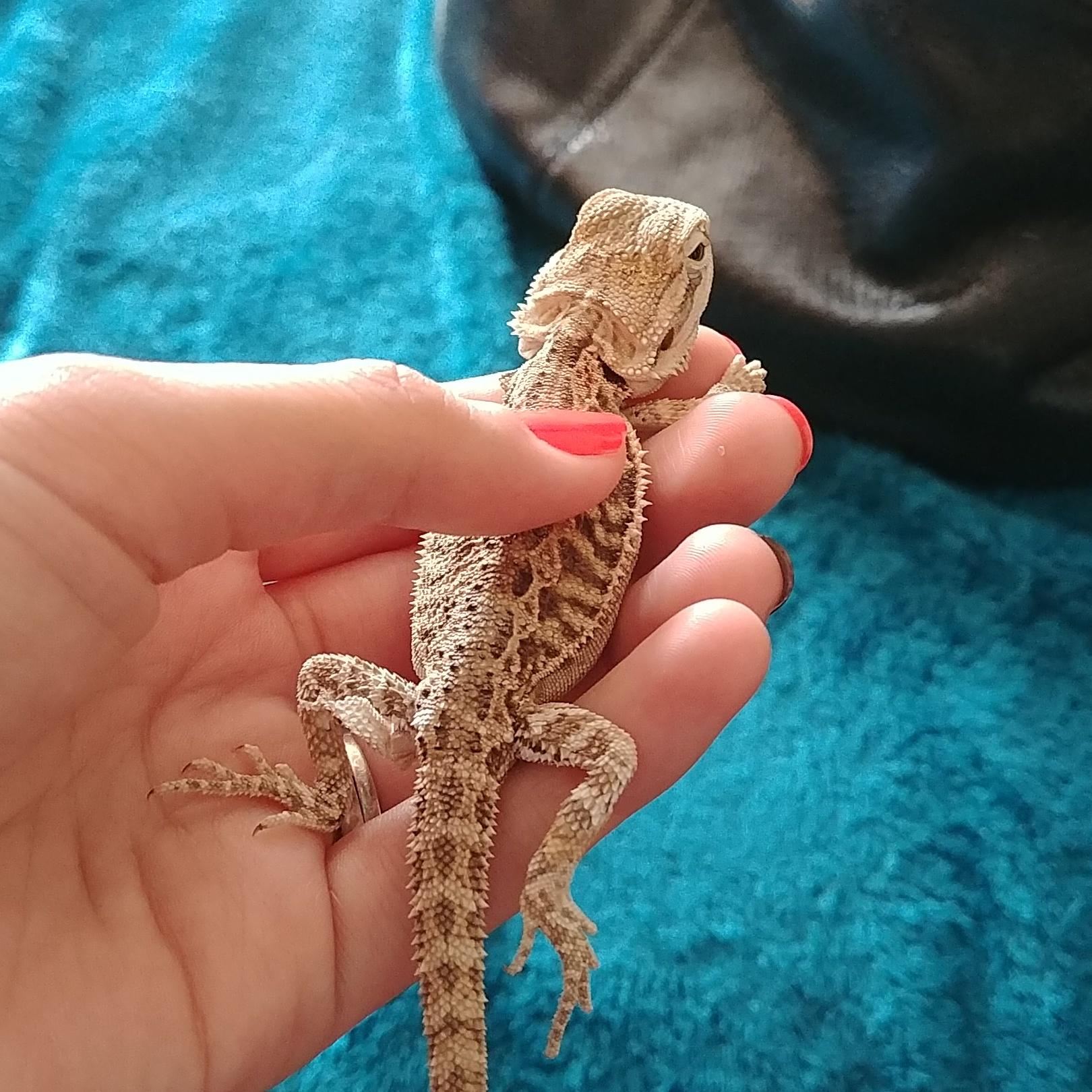 I rescued a bearded dragon today and he is so small and a