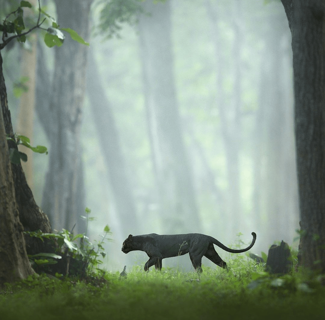 A black panther in Nagarhole National Park in India. Photo by Shaaz