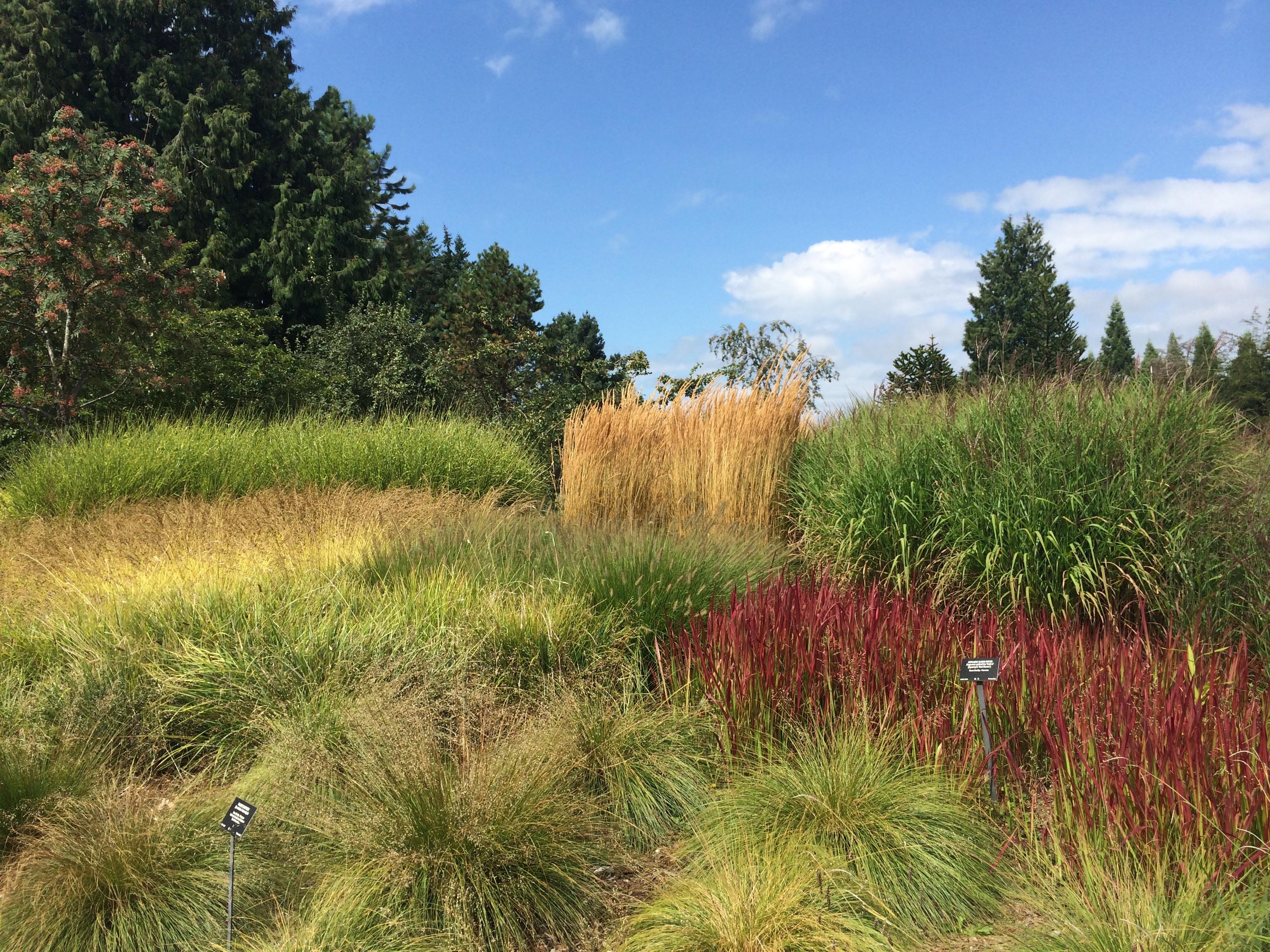 Collection of different grass types in Vancouver Botanical garden my