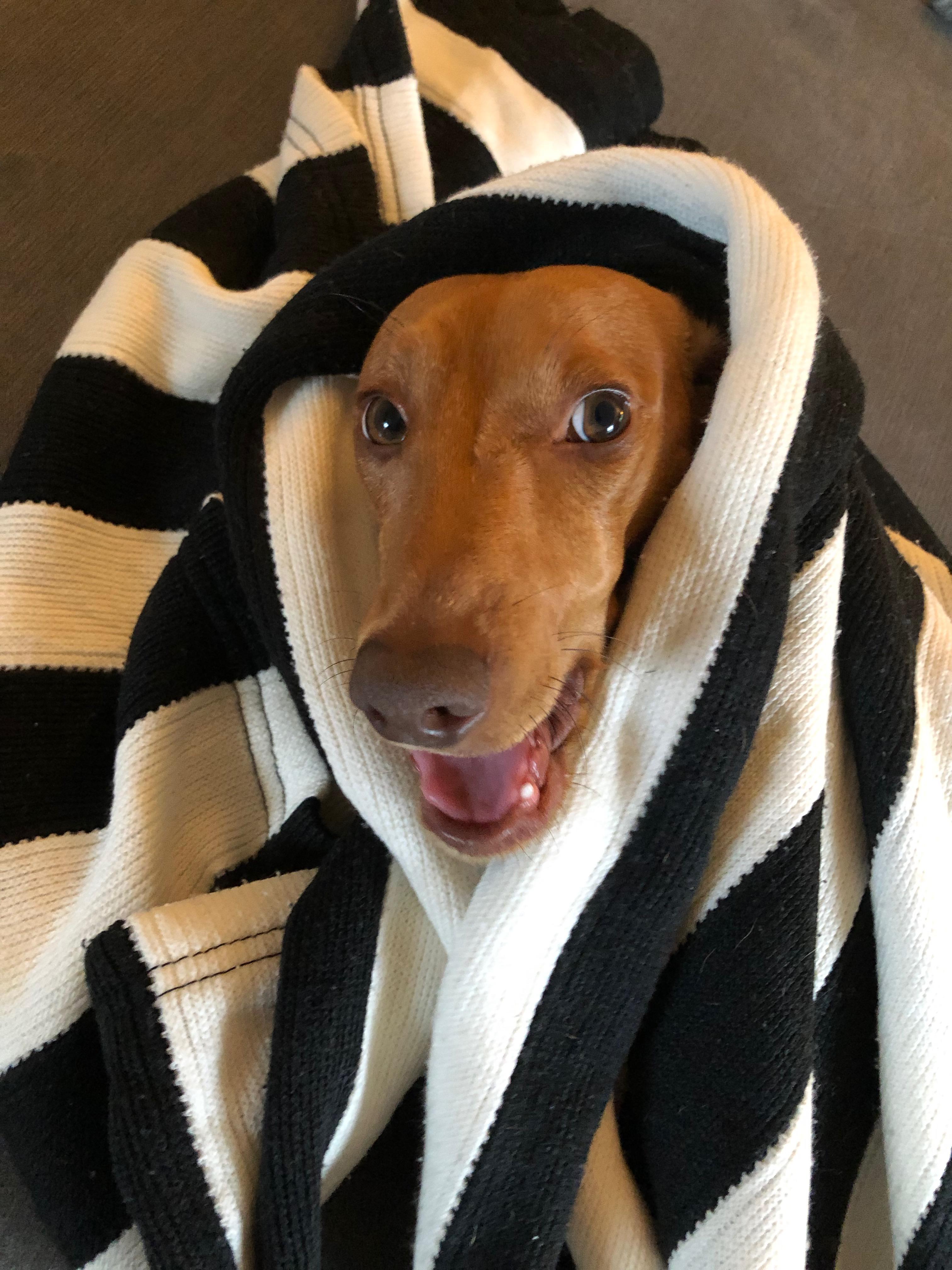 Biggie's pretty happy after his bath r/Dachshund