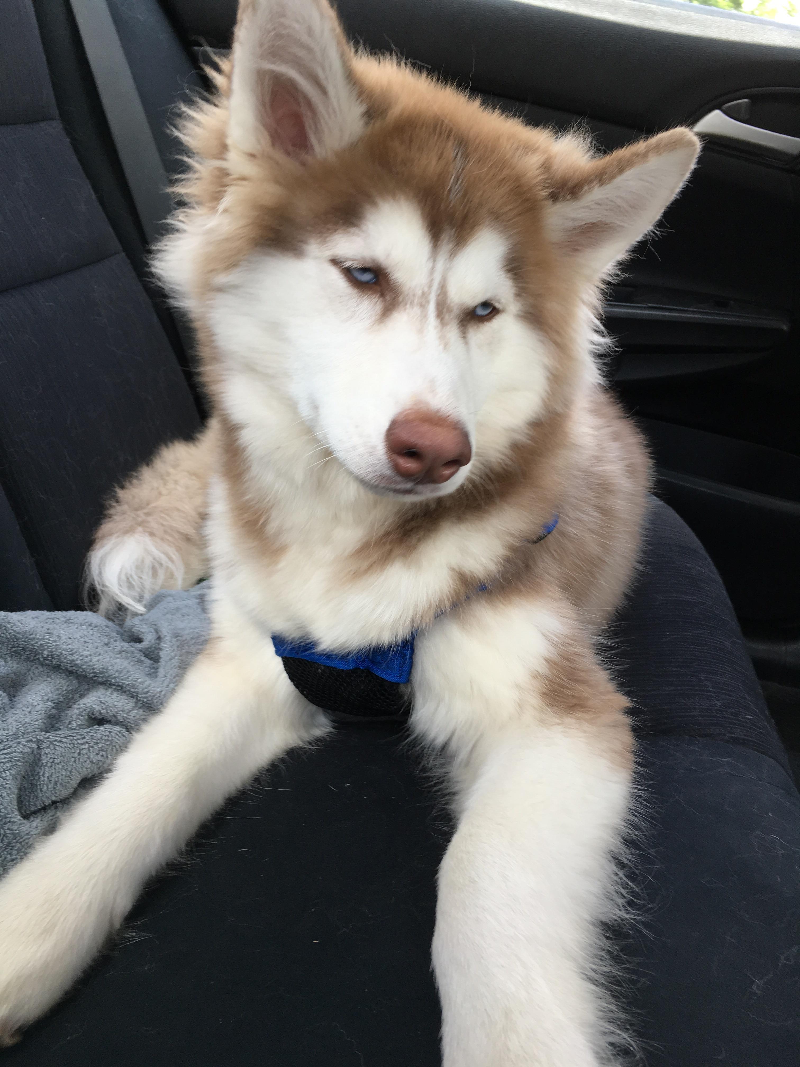 Our 5 month old Husky puppo named Buff r/lookatmydog