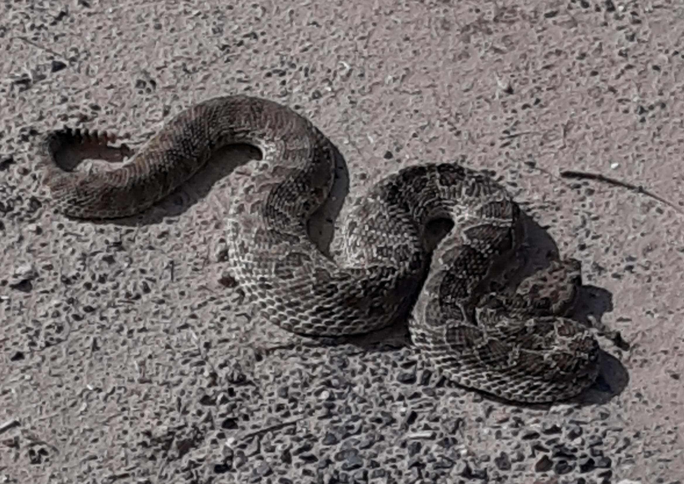 Prairie Rattlesnake! NE Nearly stepped on him. Watch where you