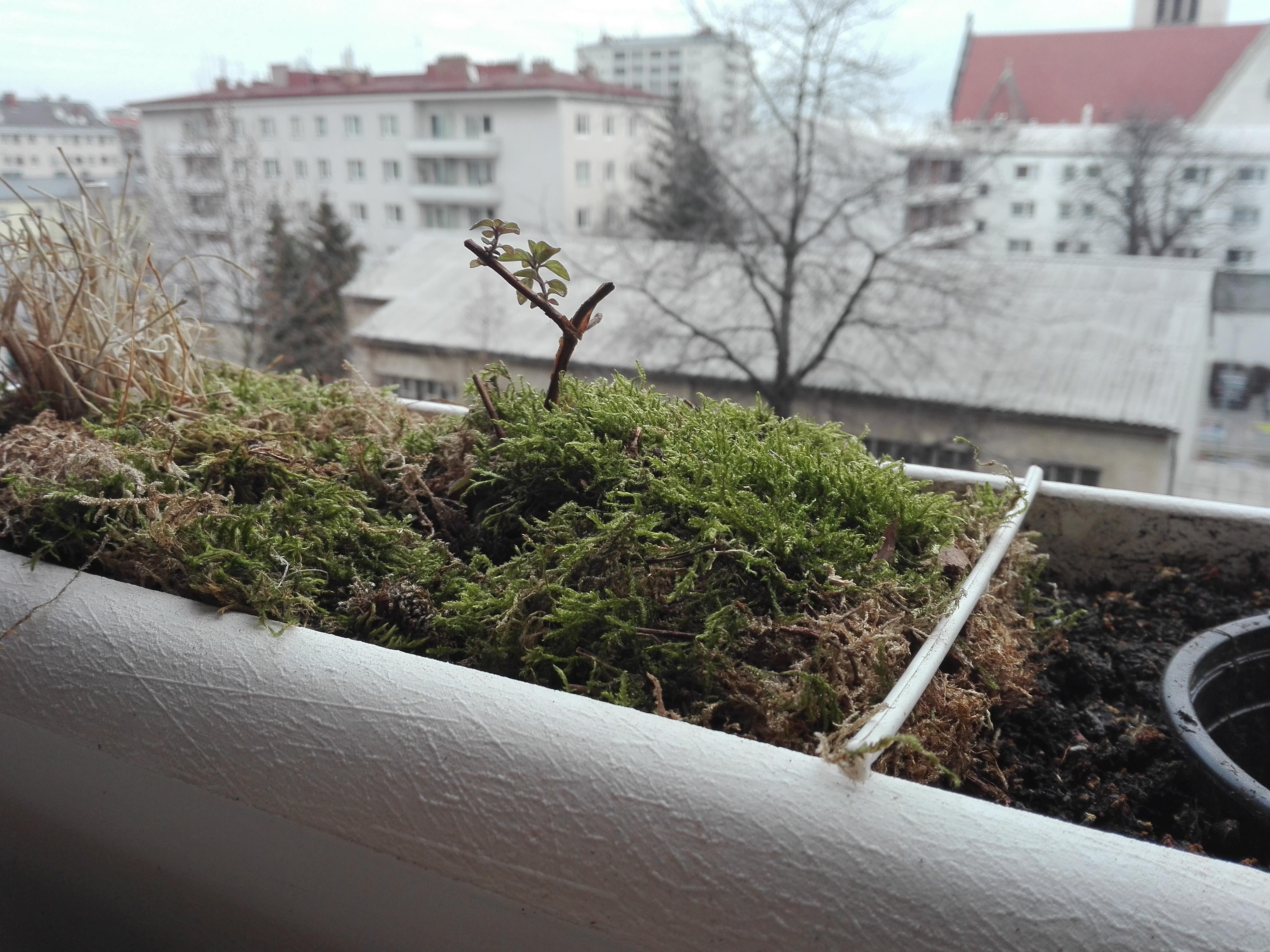 Moss protecting my herbs from night frost r/Moss