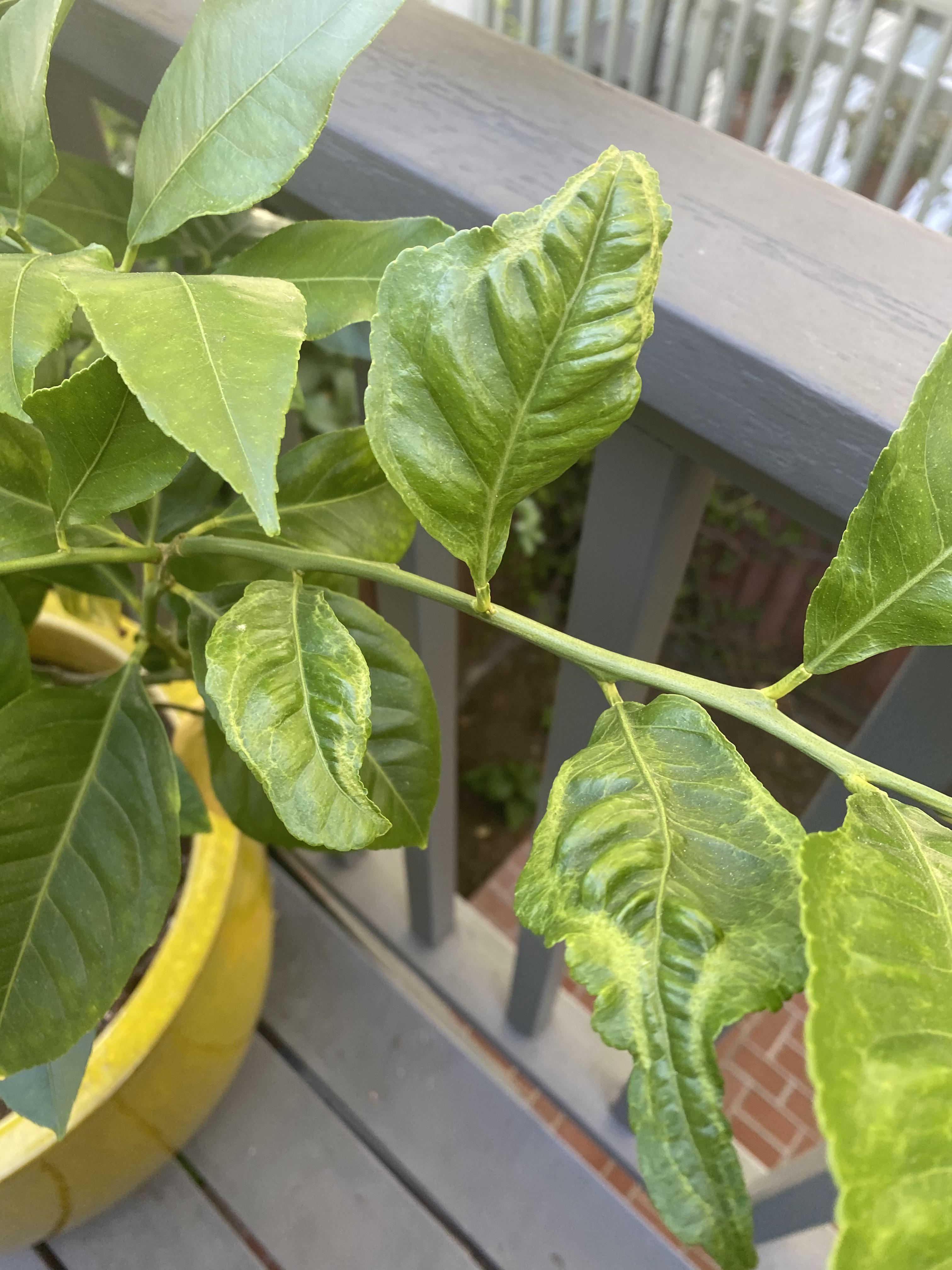 Lemon tree leaves started curling r/plantclinic