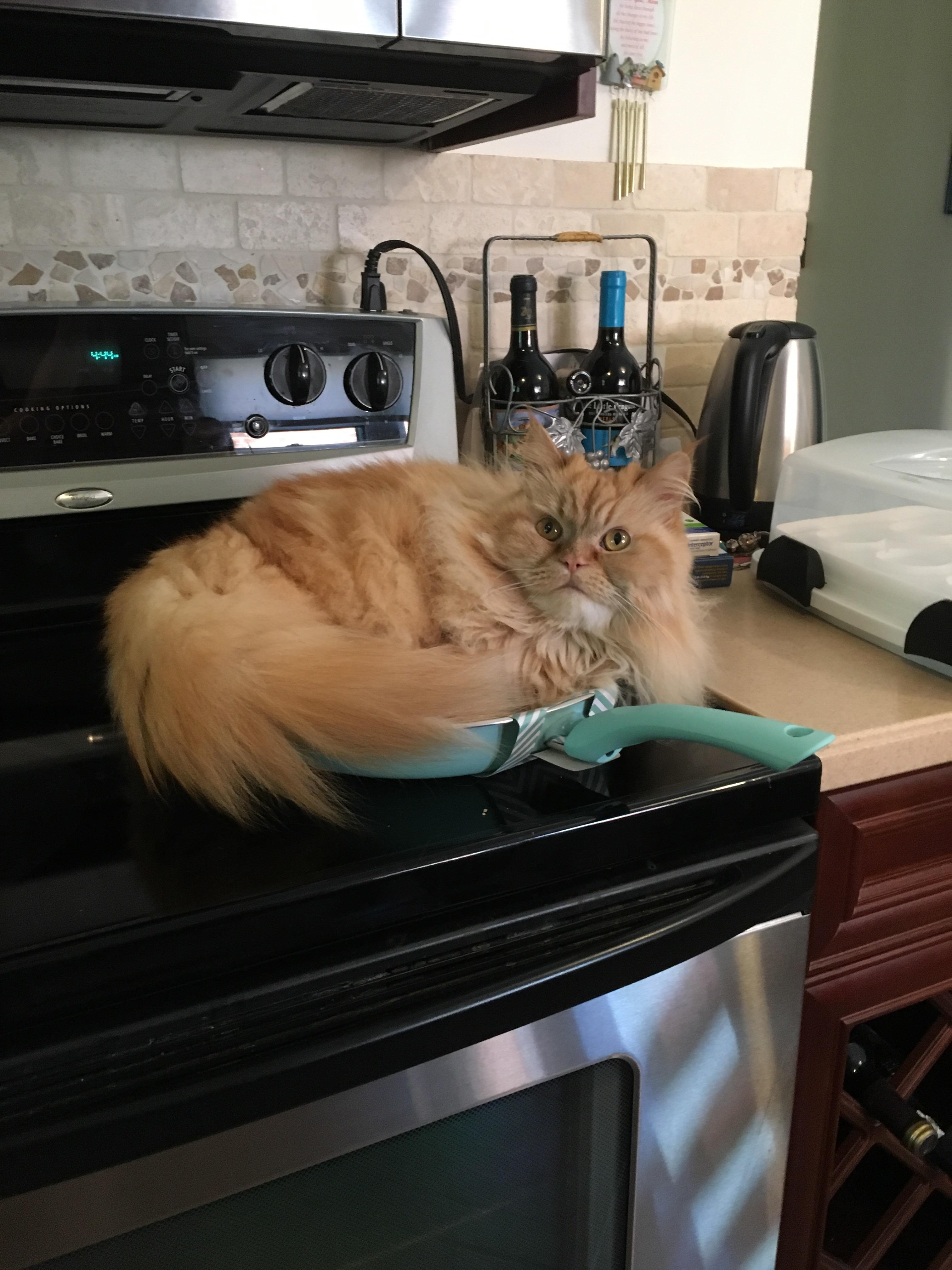 My girlfriend's cat chilling in a new frying pan (the stove is not on