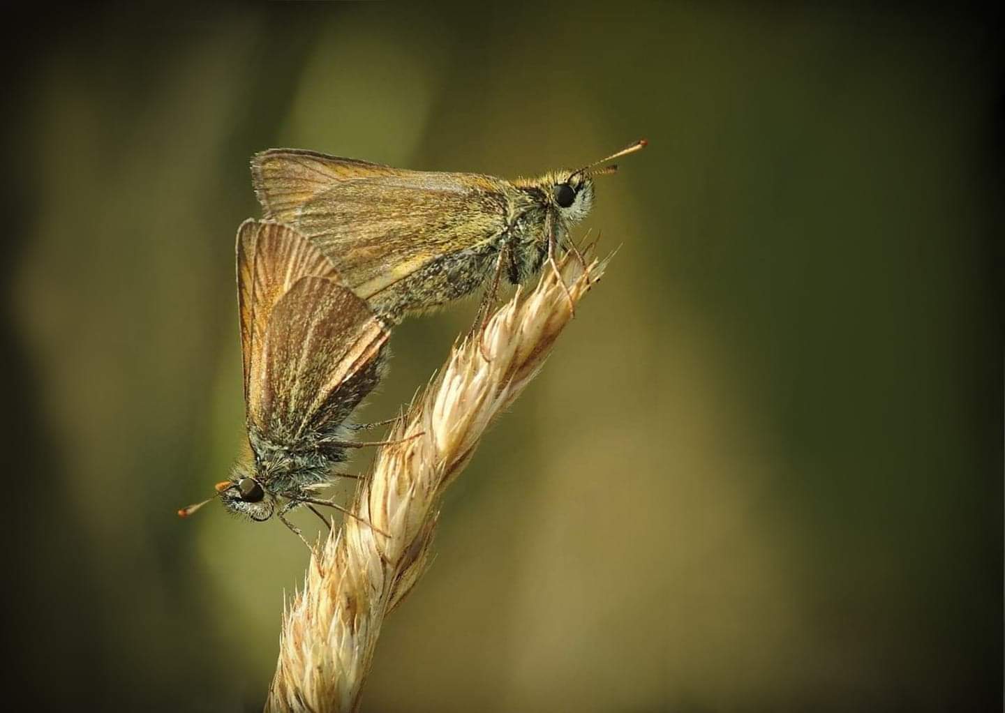Small skippers making more Small skippers. Kent, UK. r/Butterflies