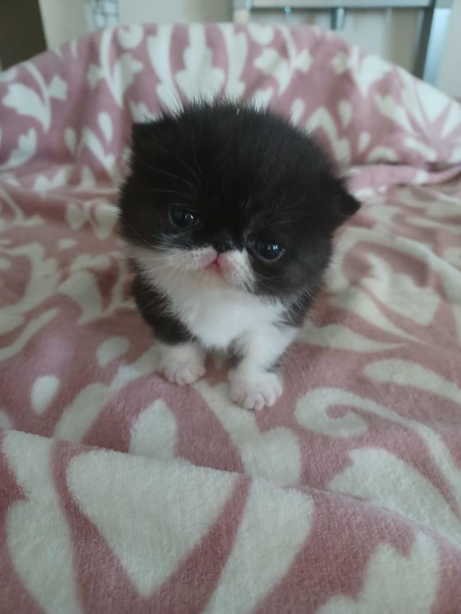 What should I name this little girl? Need help!!! NameMyCat