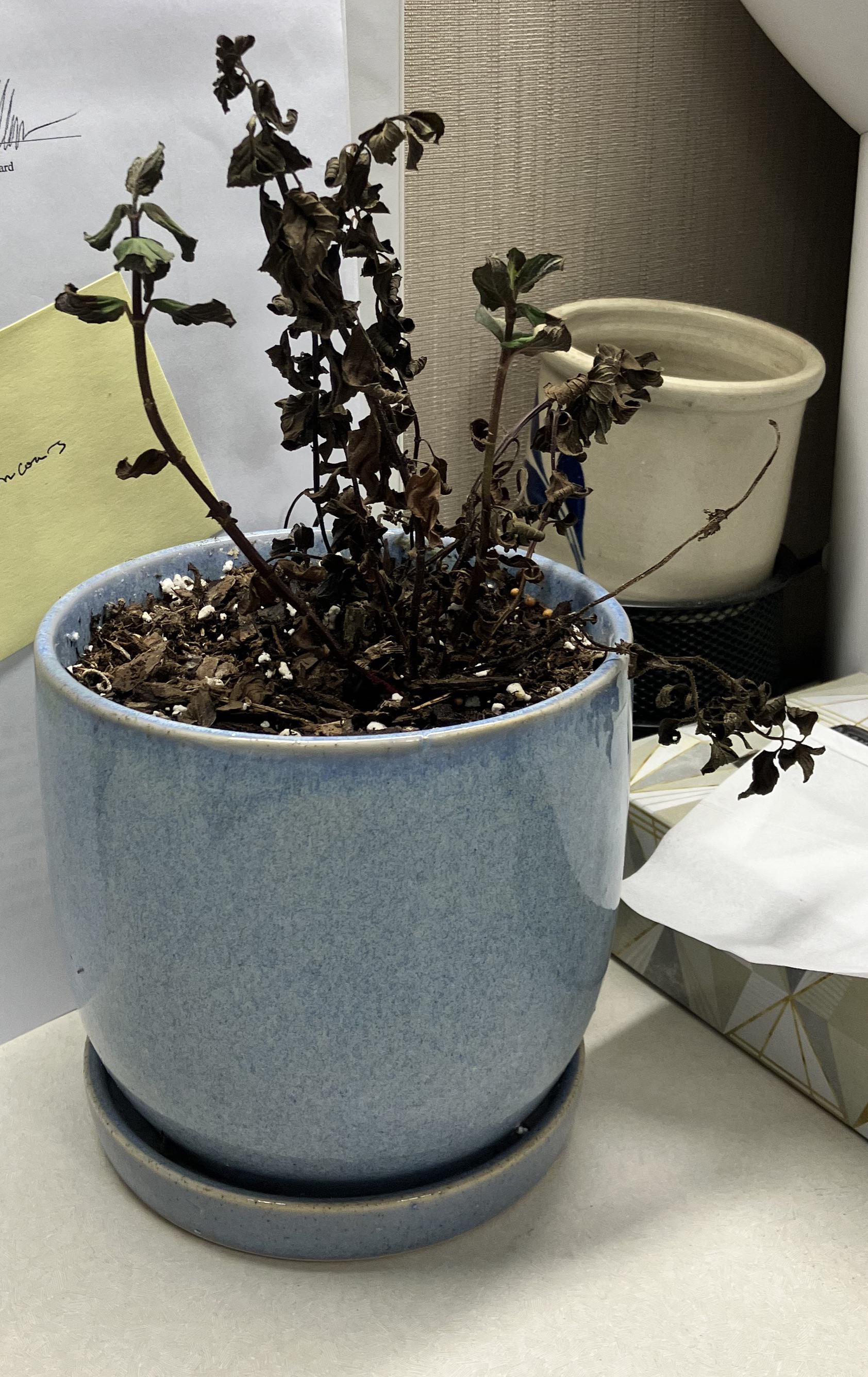 Is there any hope for my mint plant??? My parents were taking care of