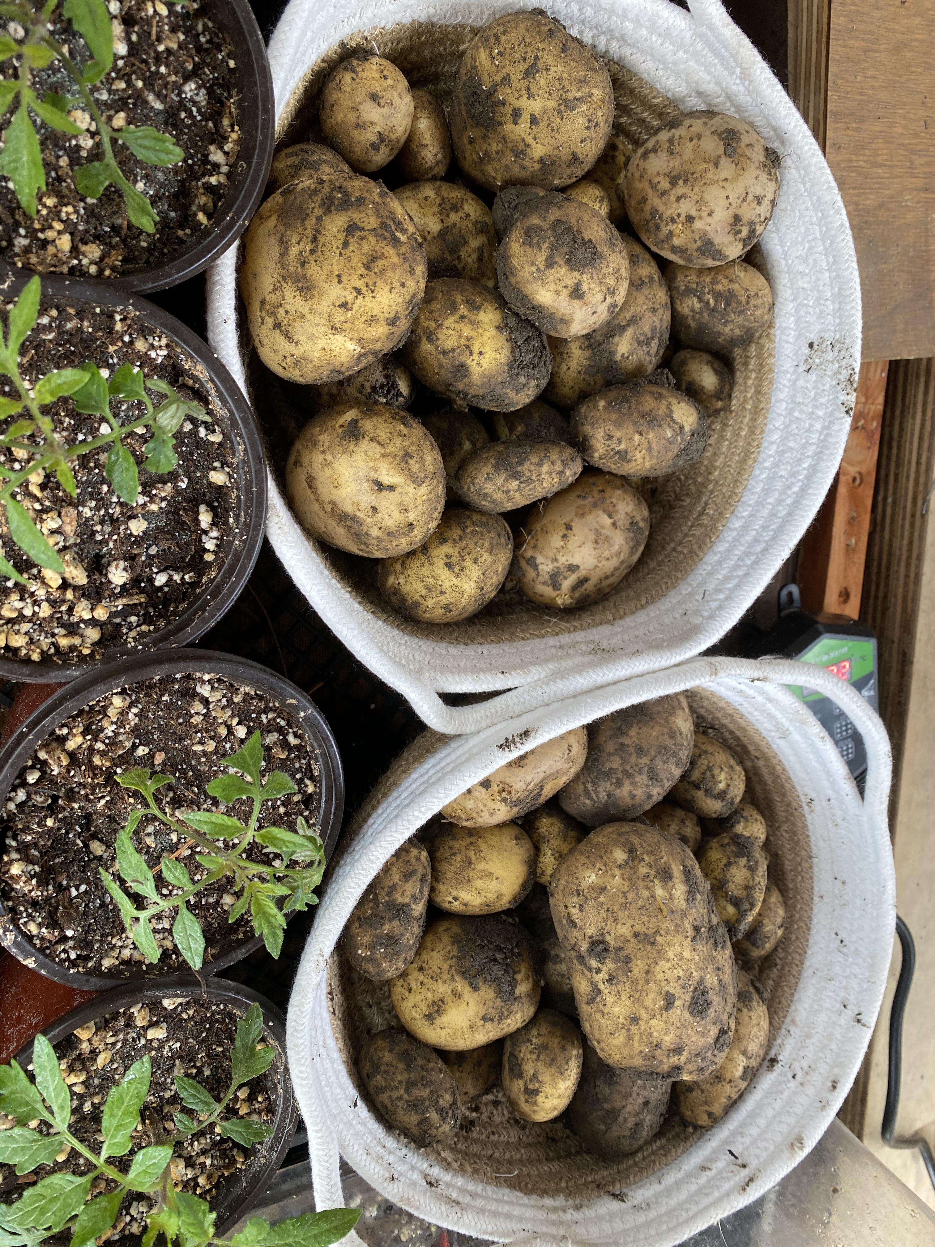 A nice little harvest of Yukon gold potato r/vegetablegardening