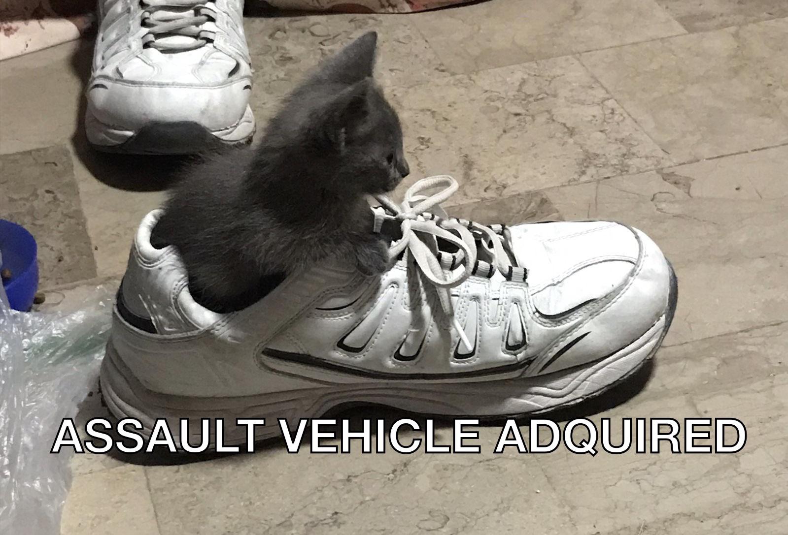 It’s my birthday and my kitten pissed in my shoe, great day 👍 r/memes