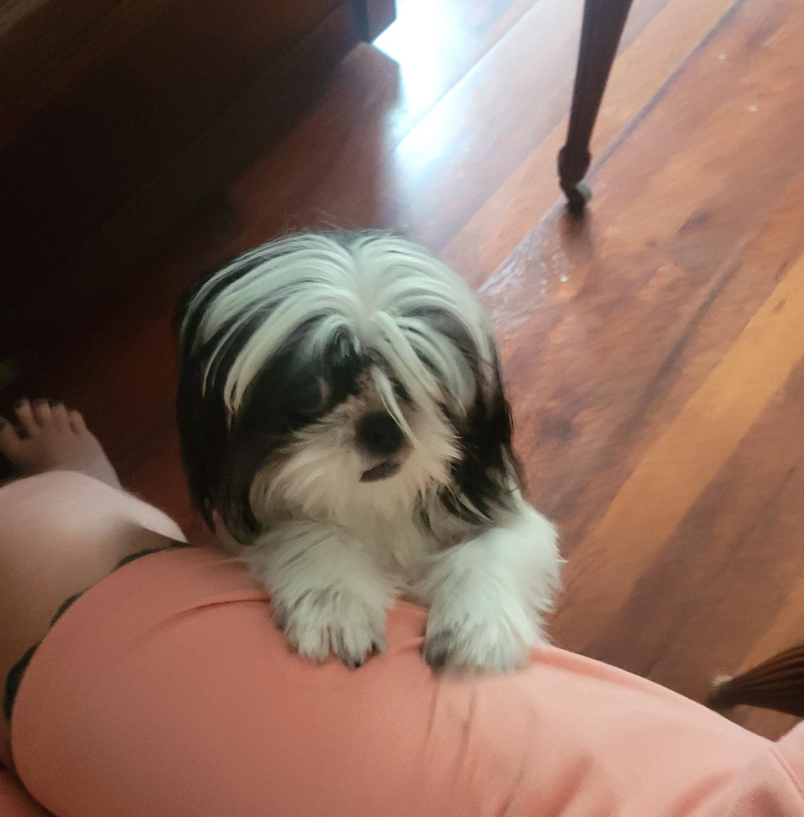 Does my dog hate piano r/DogAdvice