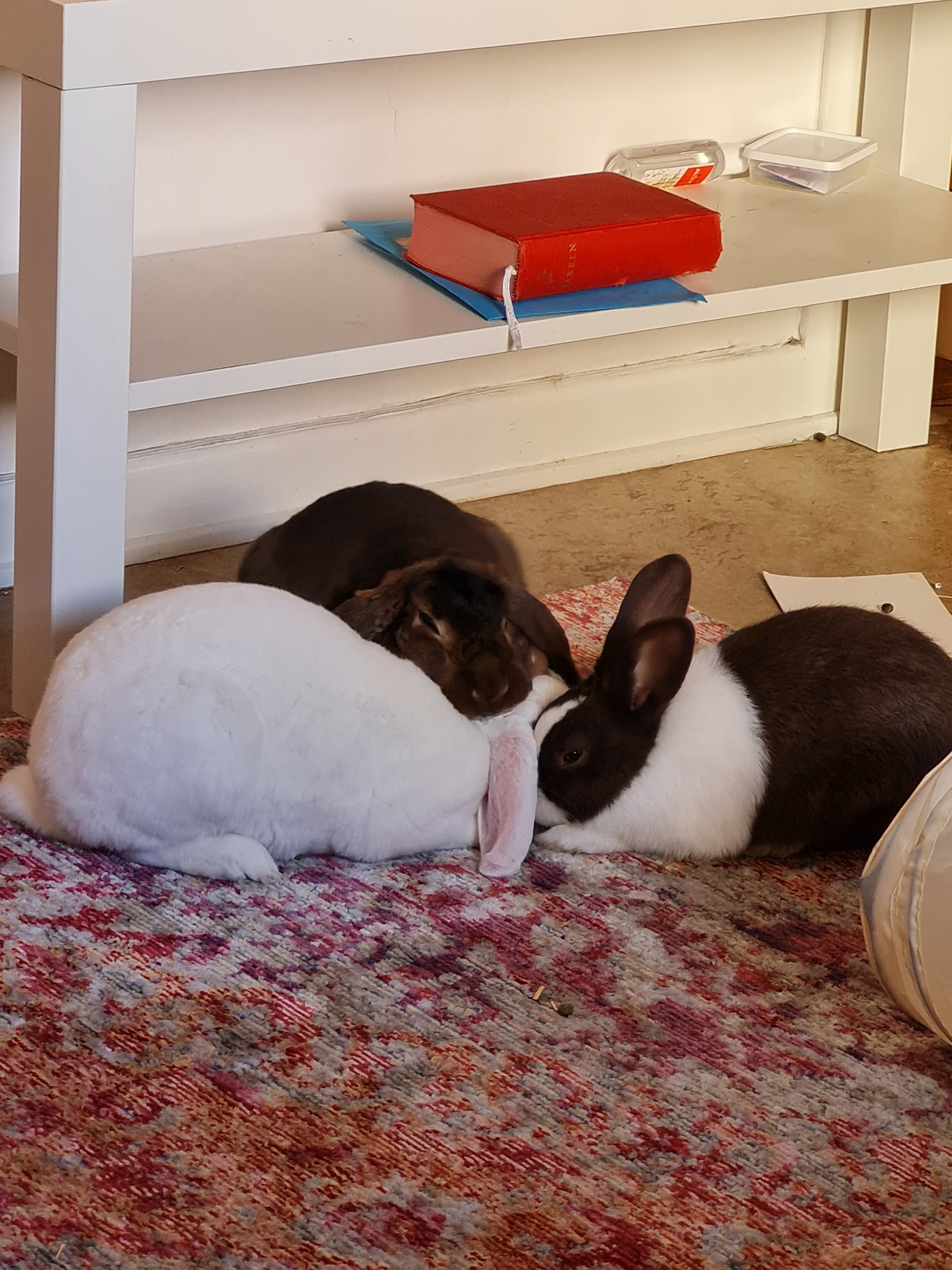 My bunnies are finally bonded