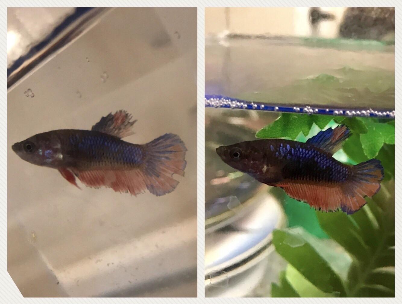 Should I try aquarium salt? Have been doing water changes/Stress Coat