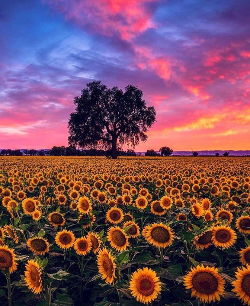 A Garden of SunFlowers r/pics
