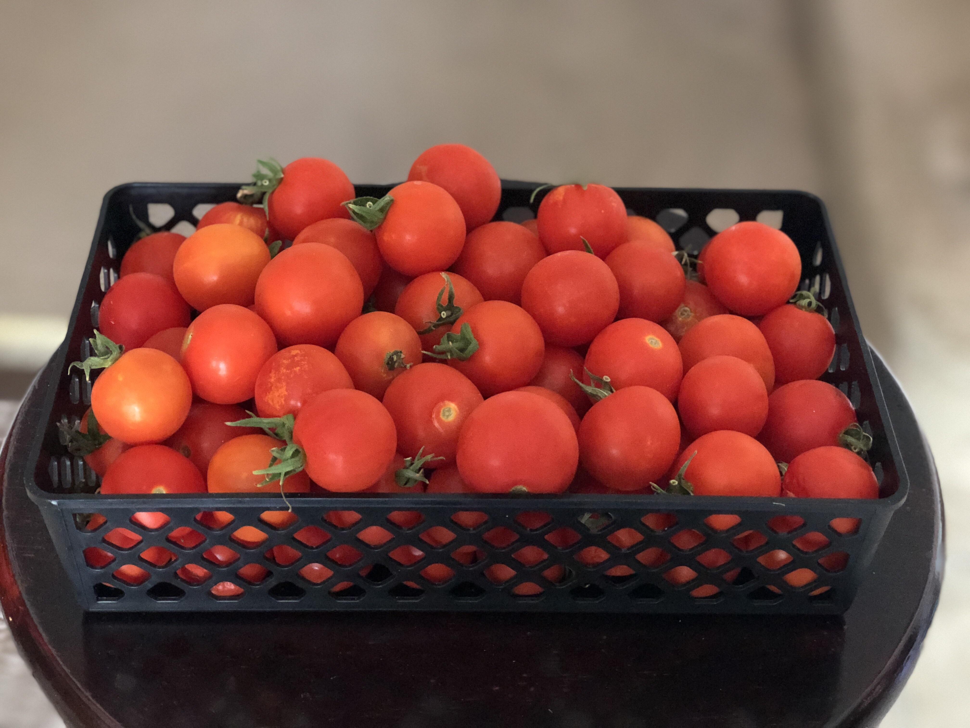 My first cherry tomato harvest! Just from 3 Plants! r/gardening