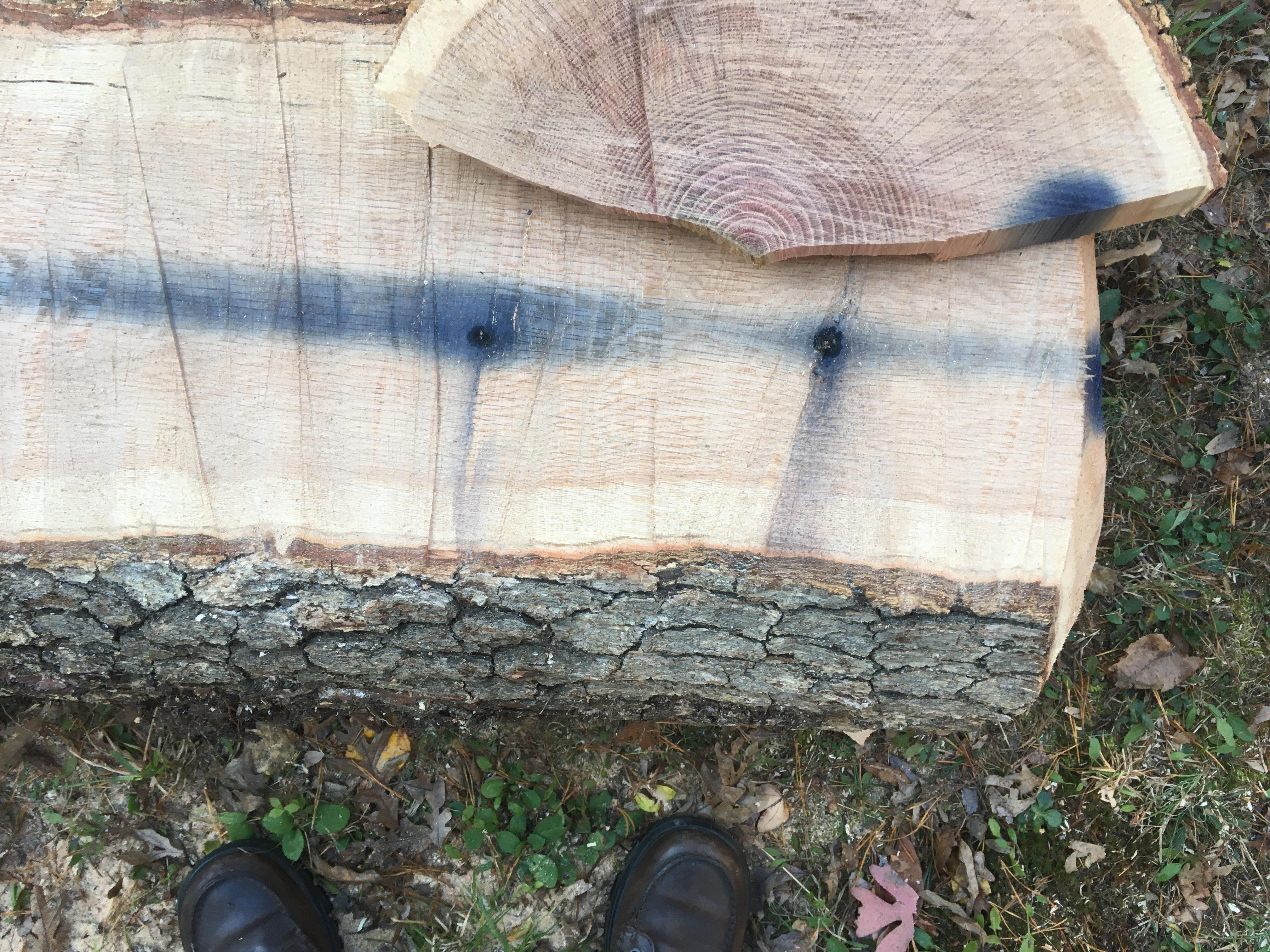 Blue stain appeared hours after cutting oak log r/whatisthisthing