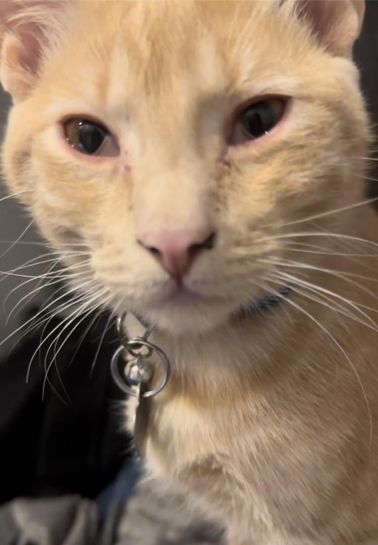 Is my cats eye okay? r/CATHELP