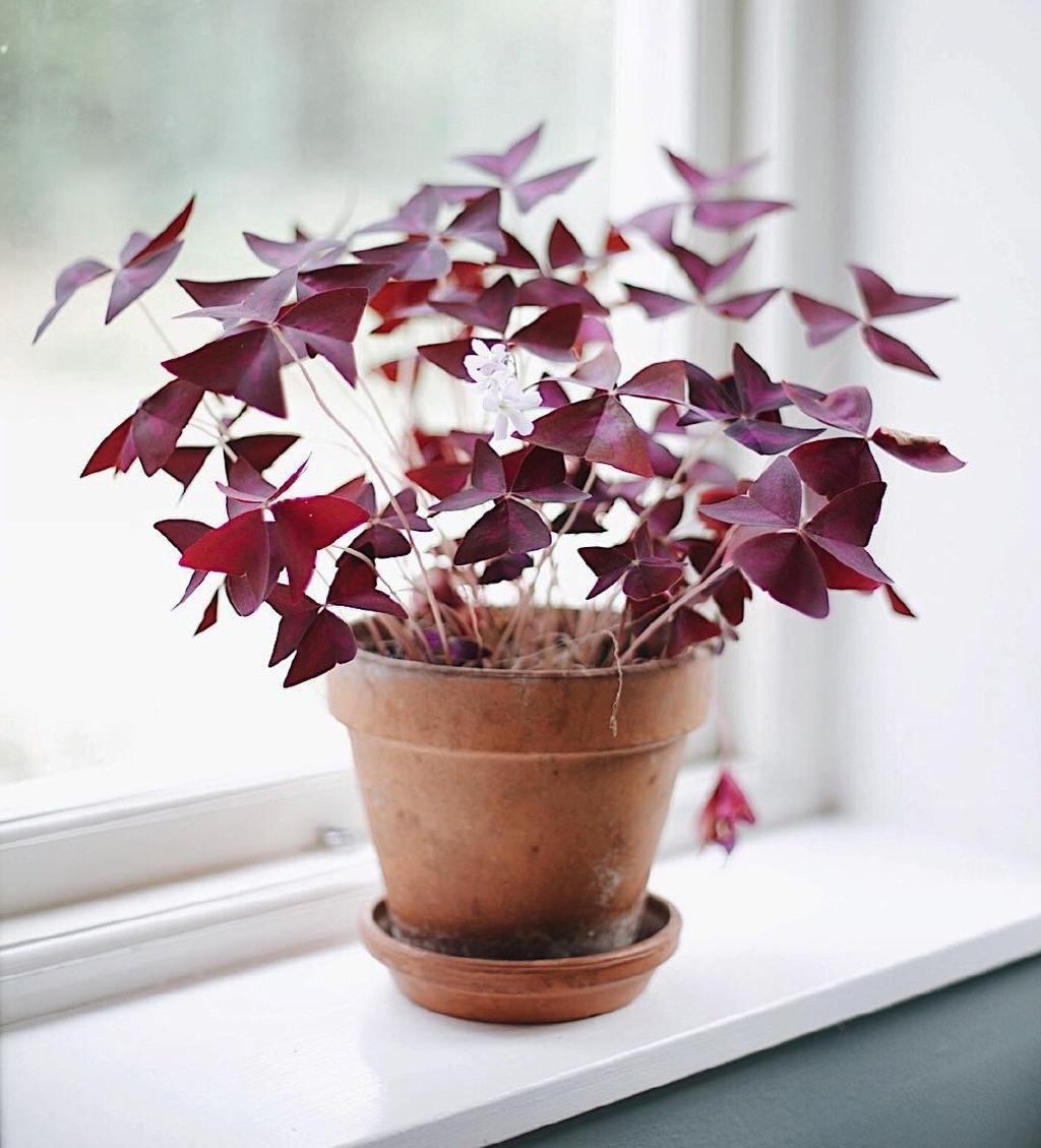 Oxalis, look like the butterfly at first r/houseplants