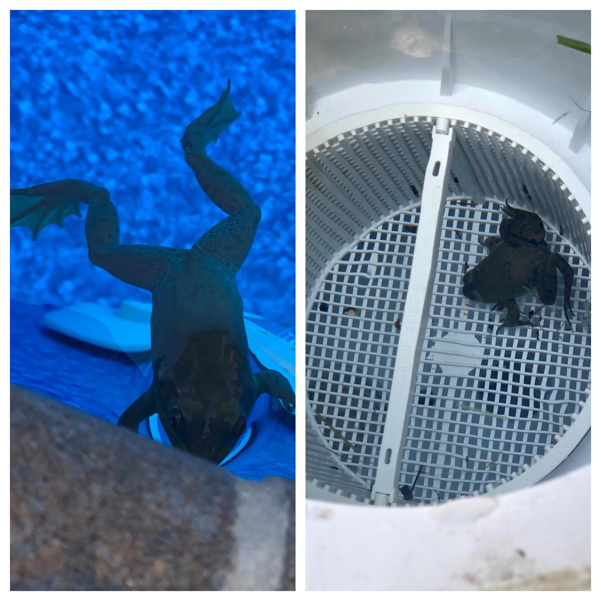 Crosspost Everyday this frog jumps into this person's pool, swims into