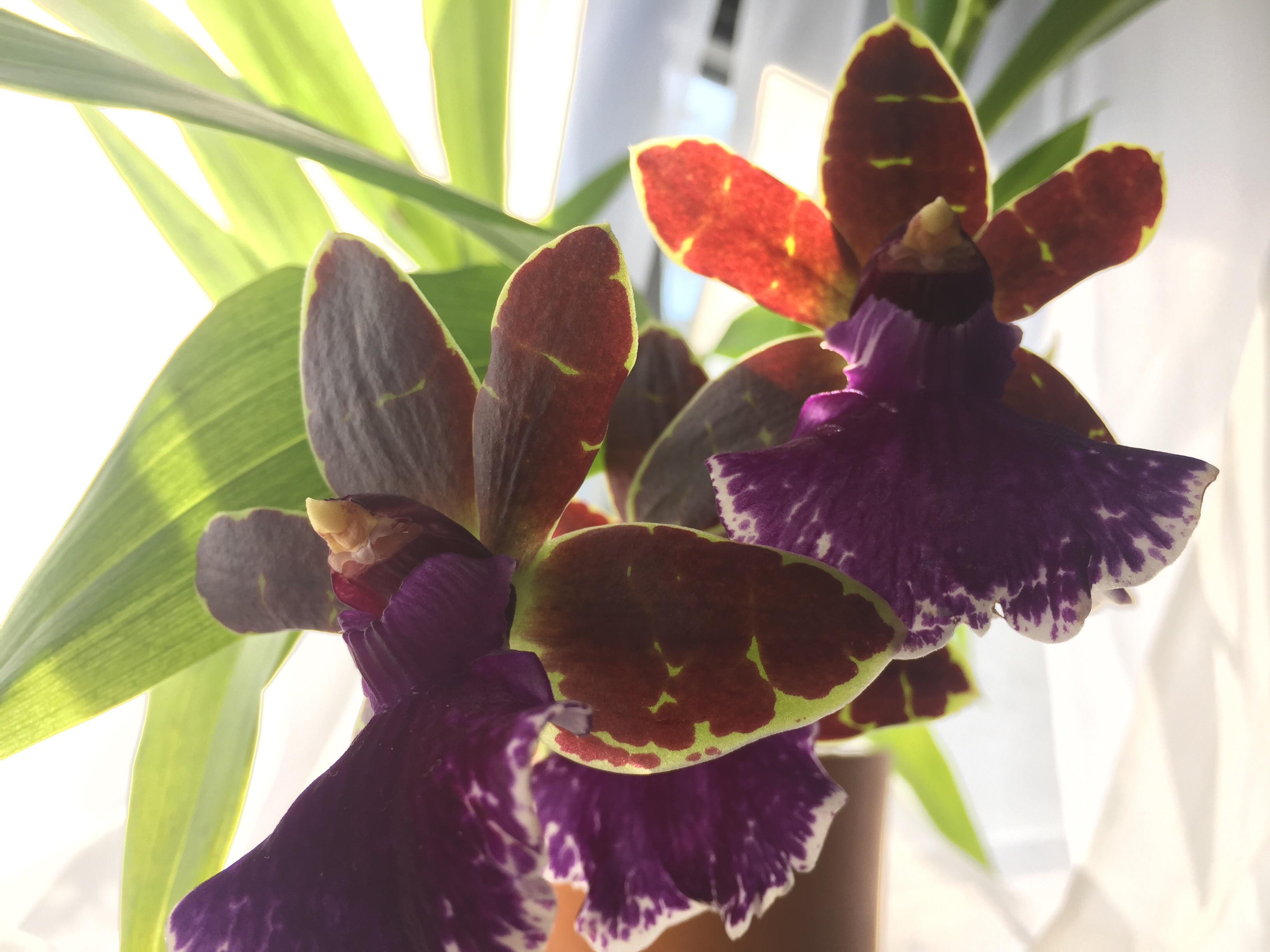Zygopetalum 'Jumpin Jack' my first zygo with a successful first