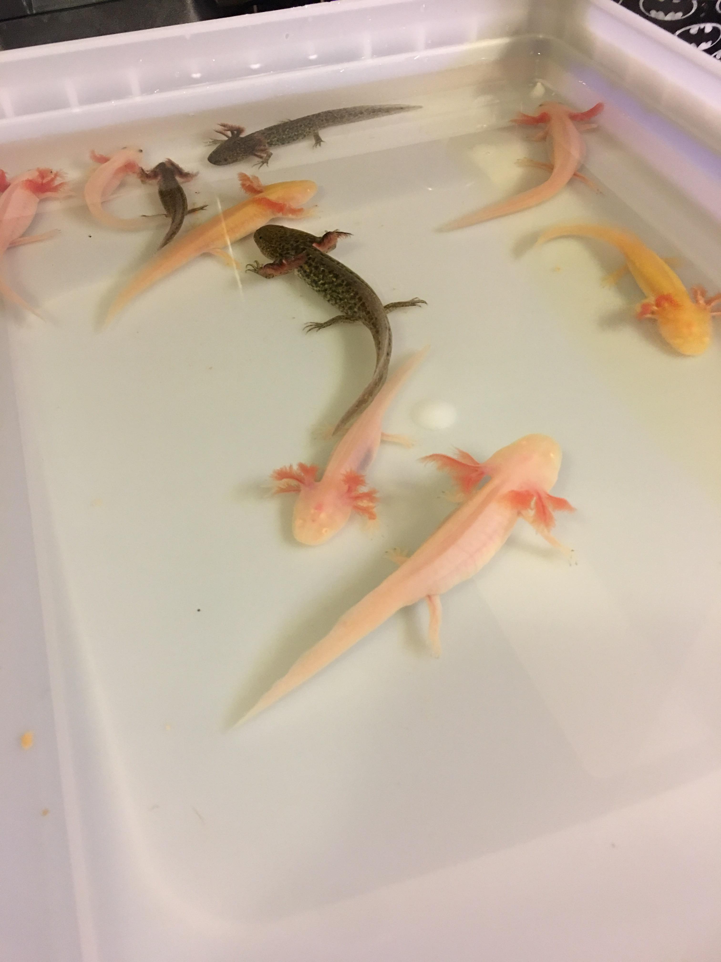 My 1st time rearing axolotls from eggs Aquariums