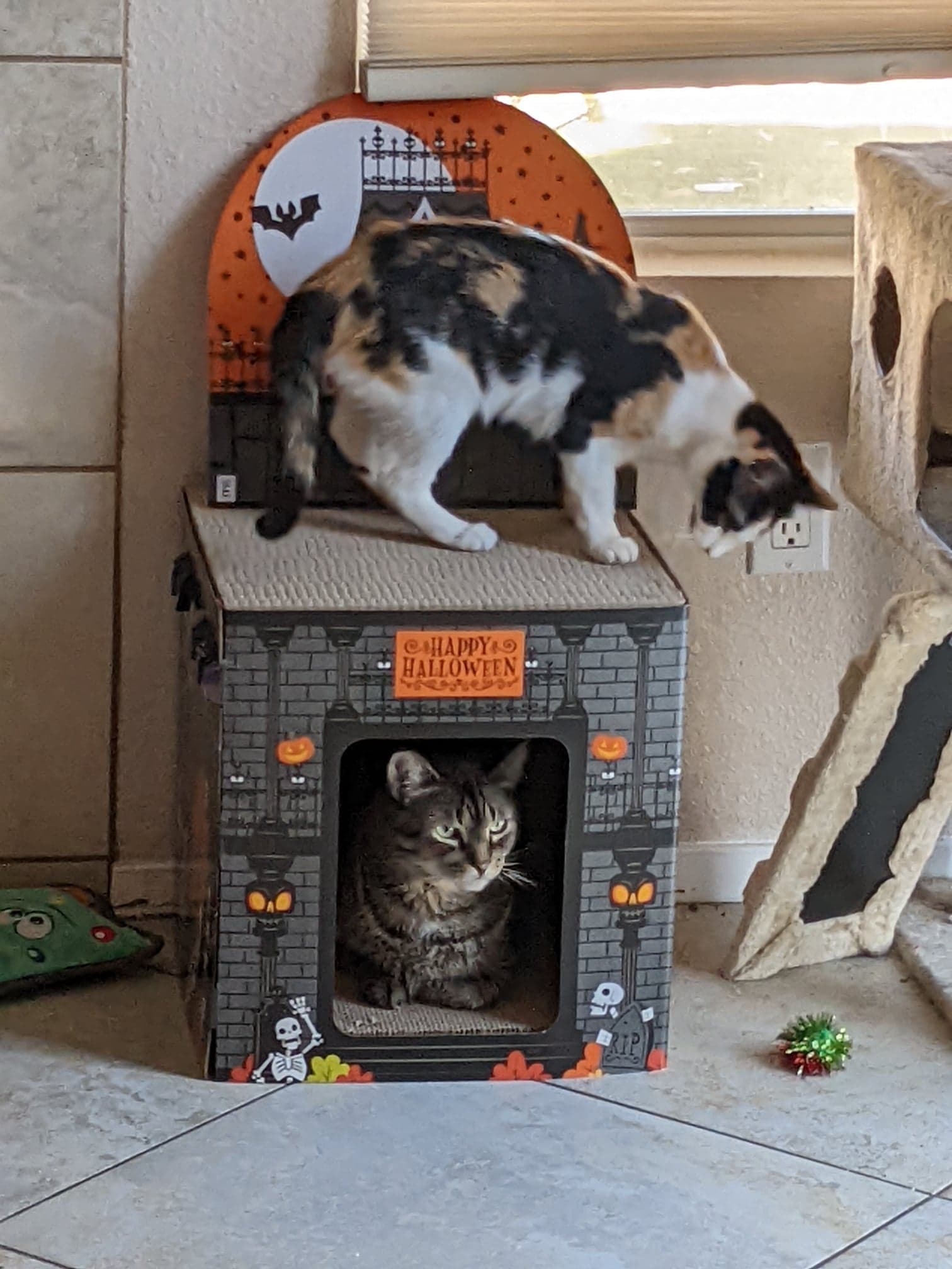 My cats in their new Halloween house (target) halloween