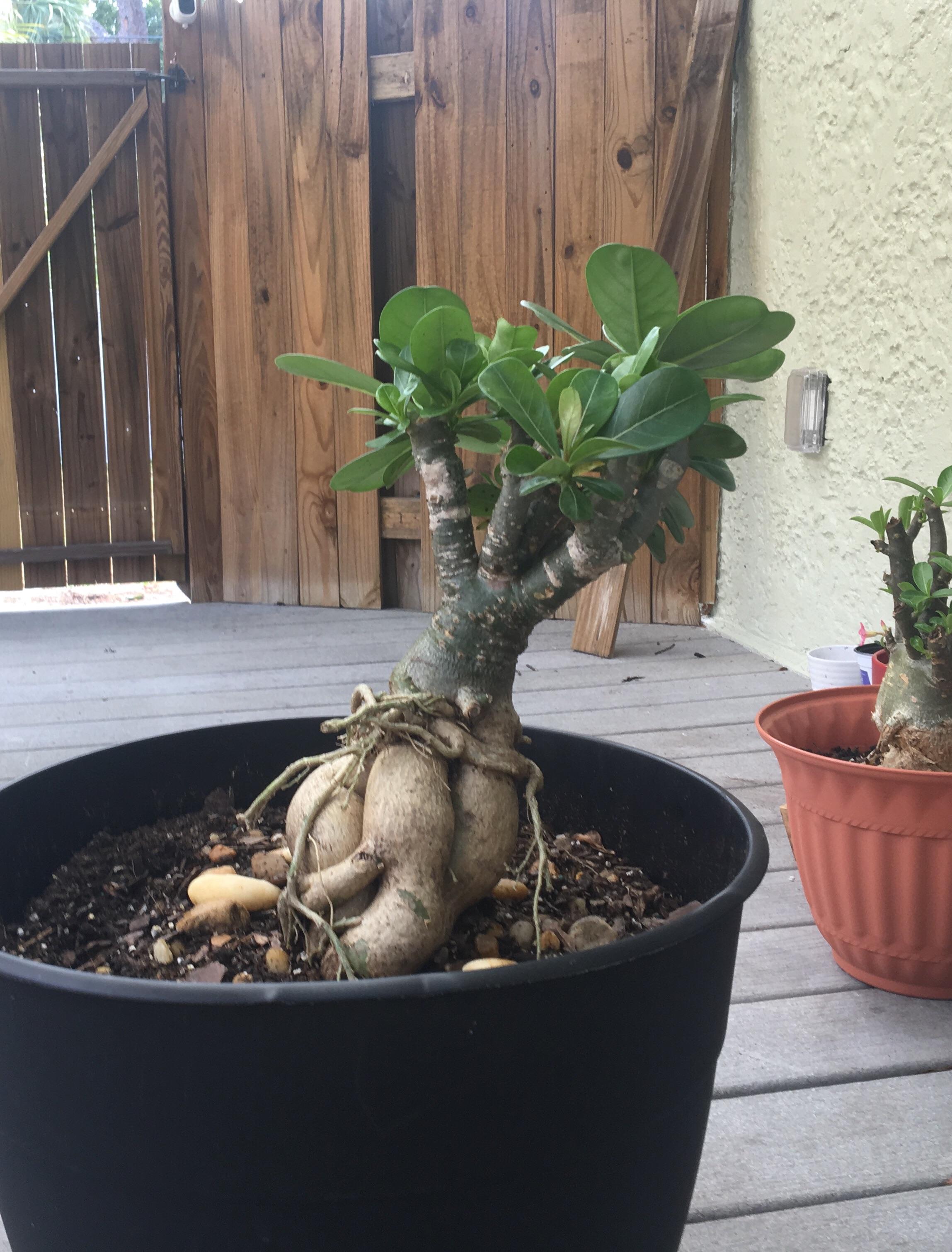 First attempt at Bonsai! Desert rose, zone 9A r/gardening