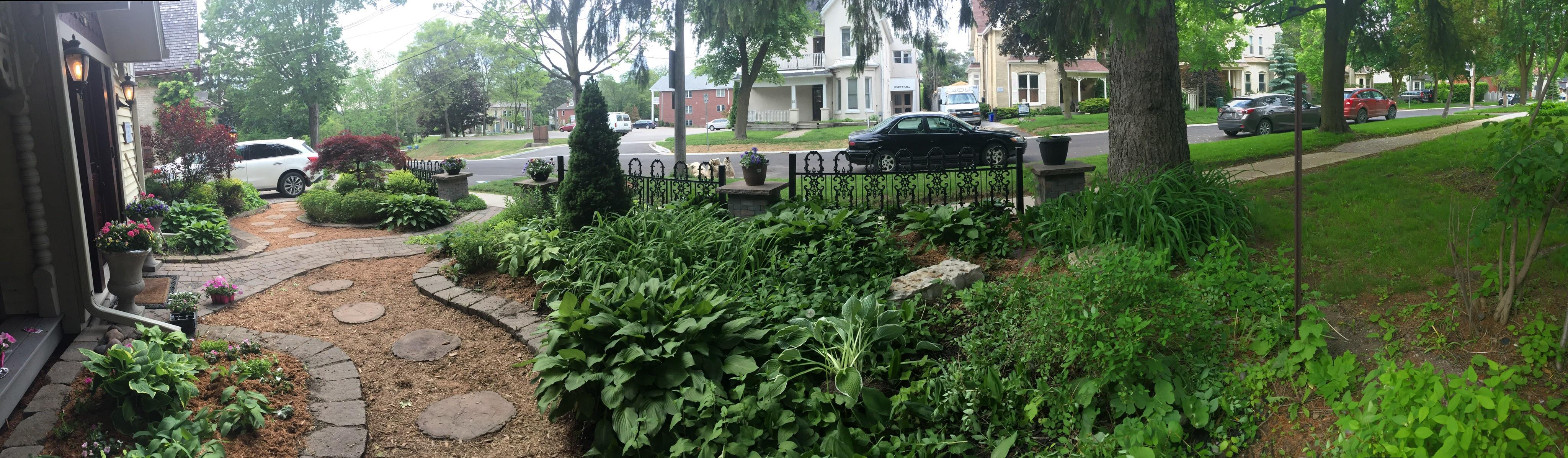 My hosta / woodland garden. gardening