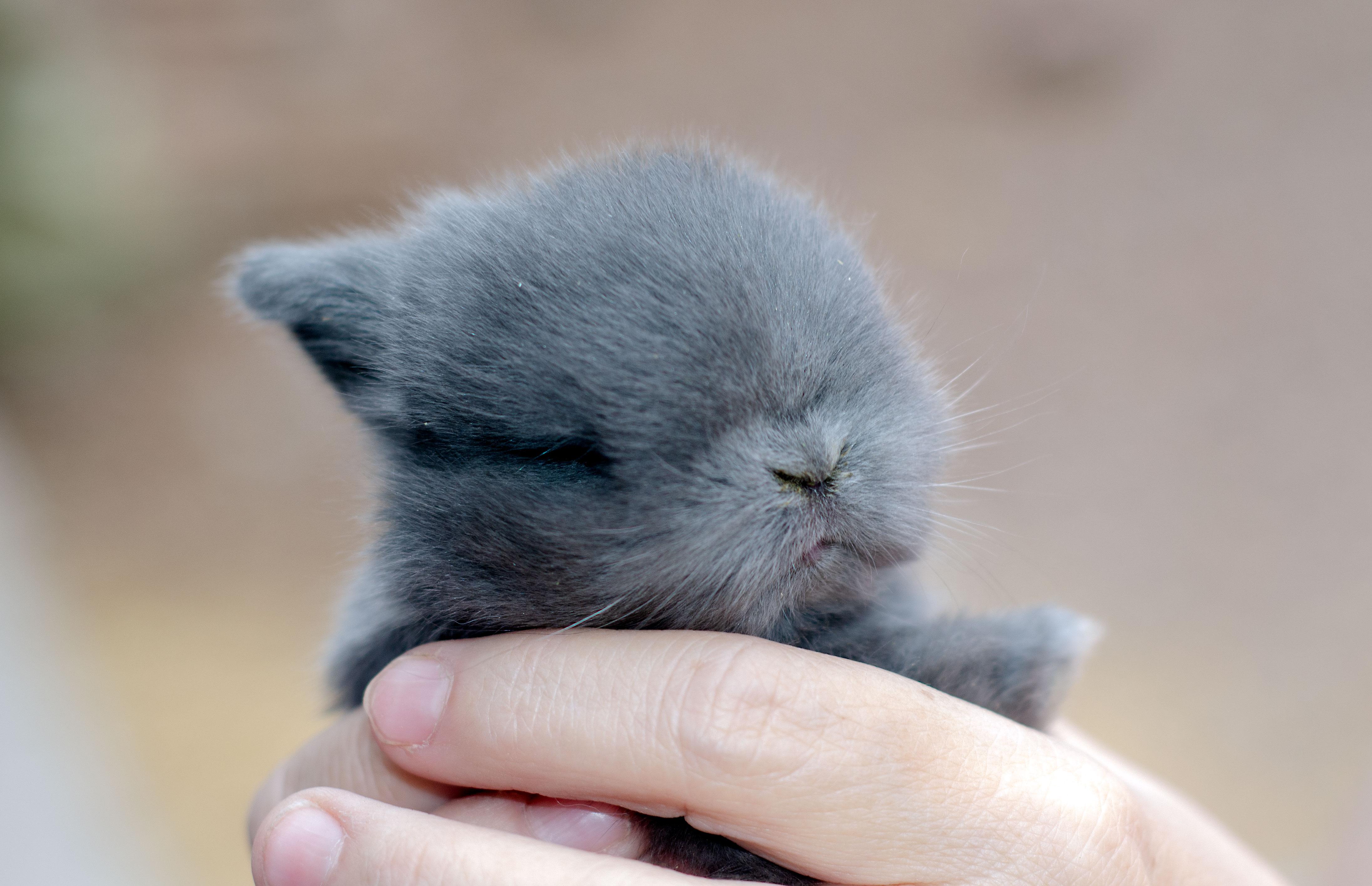 12 day old Blue Holland Lop out for a play date and to give Mom 15