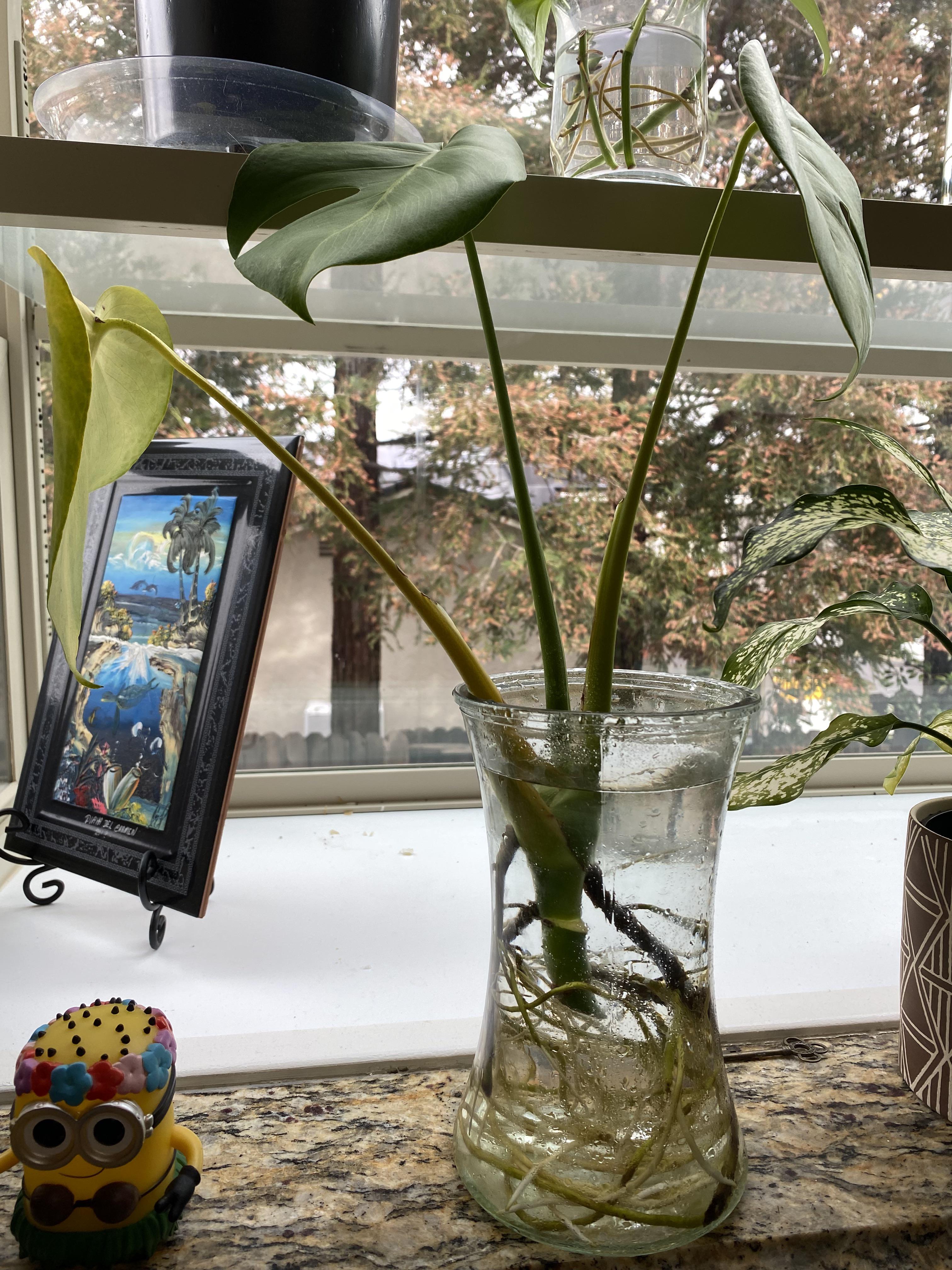 Hi all, I’m a brand new plant mom and was gifted this monstera cutting. It used to have 4 leaves