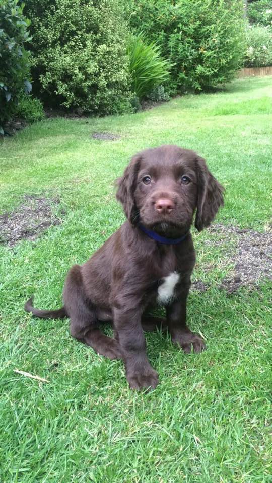 Our new Sprocker Spaniel puppy with no name! r/aww