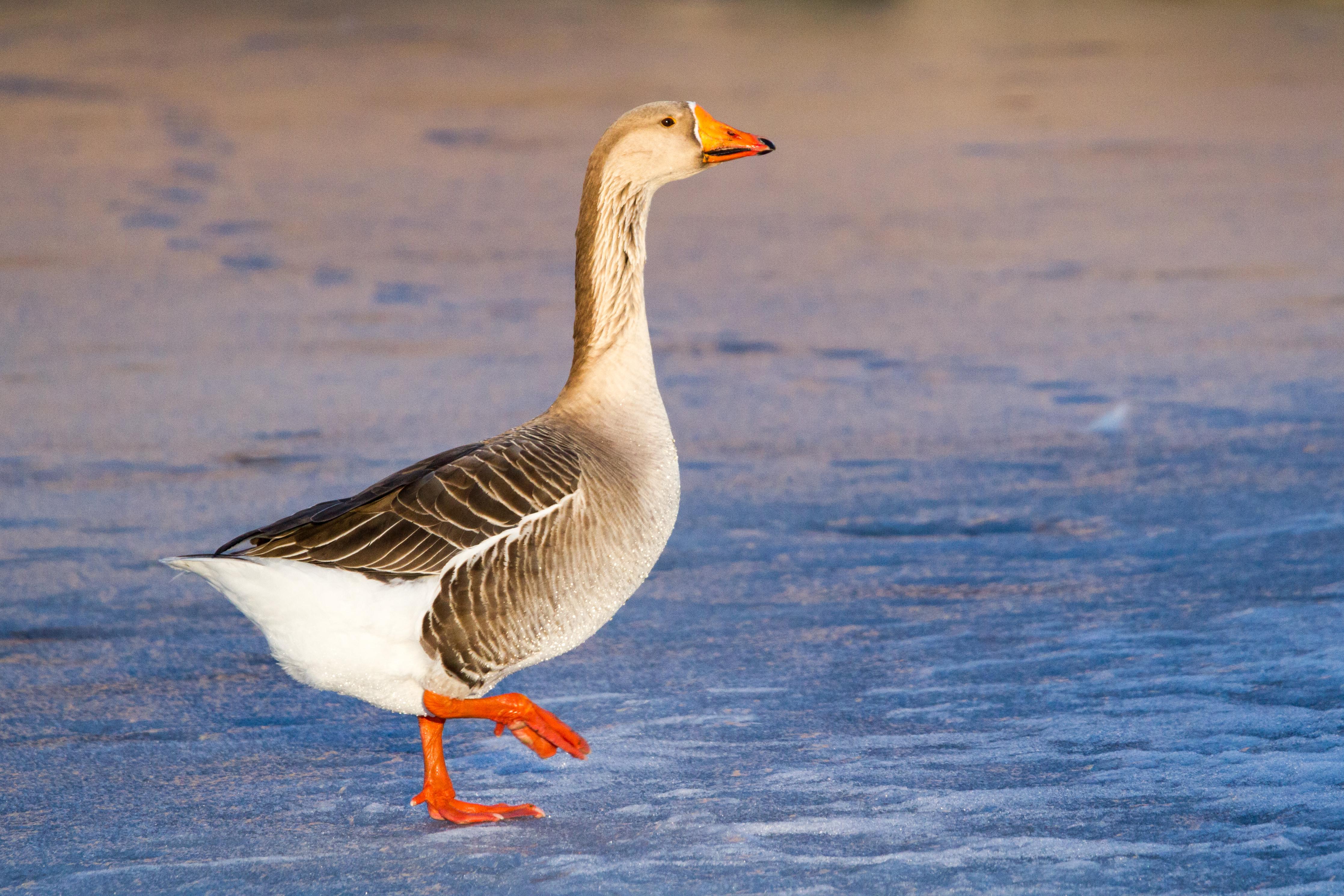 Greater White Fronted Goose, Denver, CO r/birding
