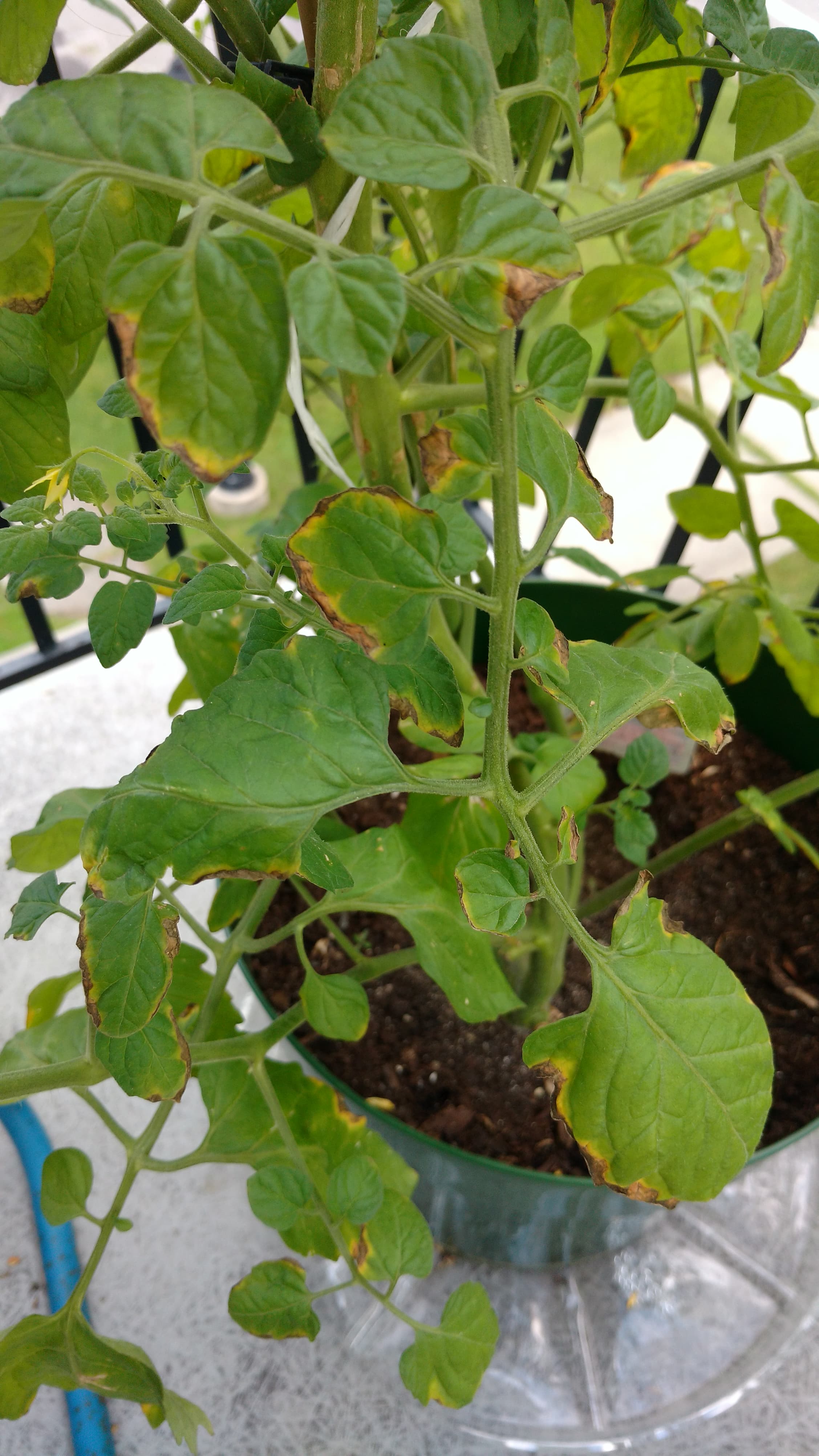 My tomato plant is sick and i'm not sure if it's a sunburn. Can you help me? r/gardening