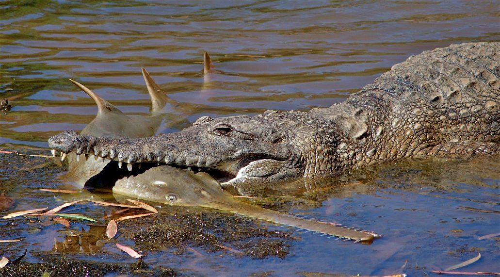 Saltwater croc with sawfish catch r/natureismetal