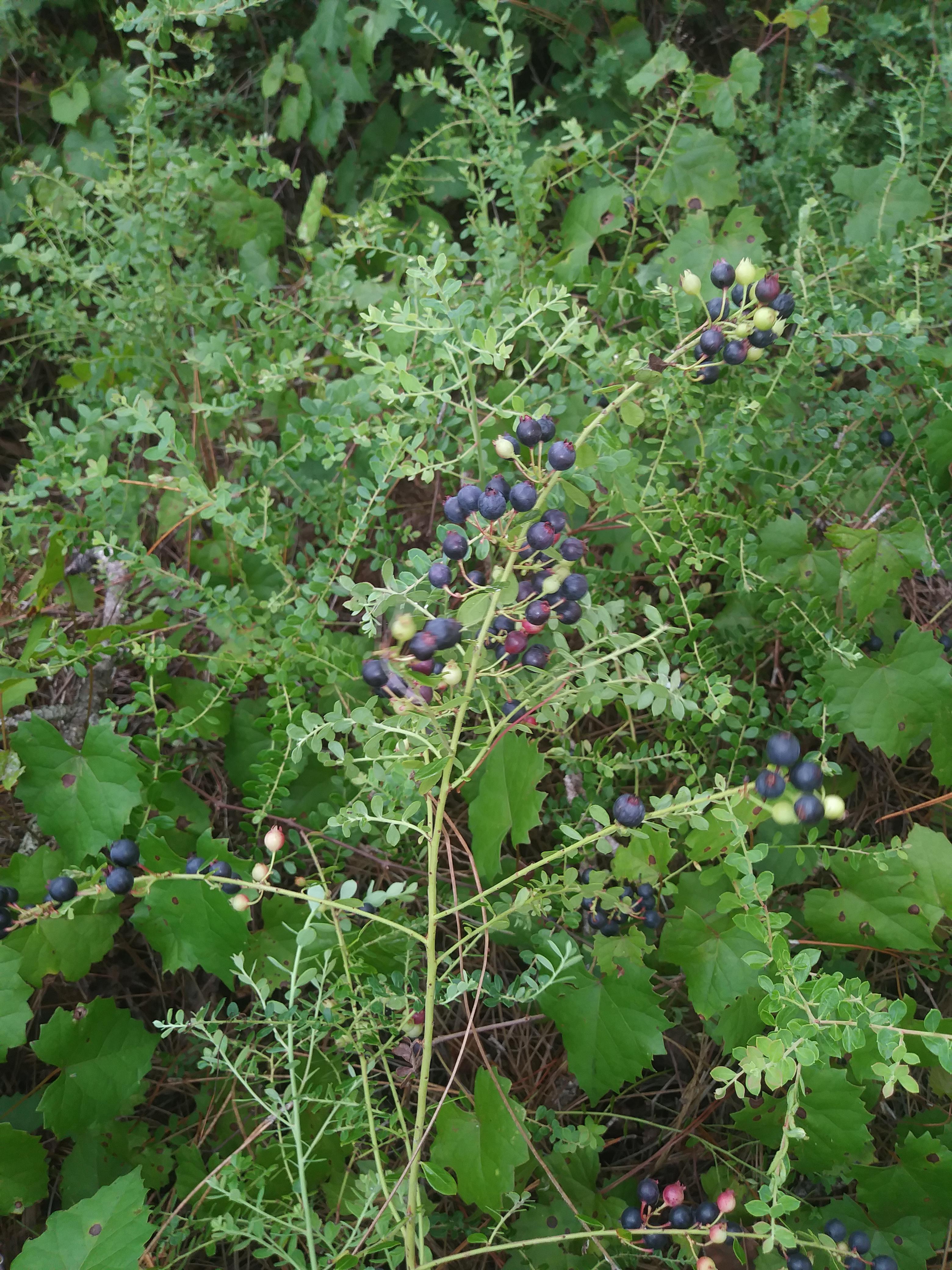Are these wild blueberries? I found a big patch of them growing in