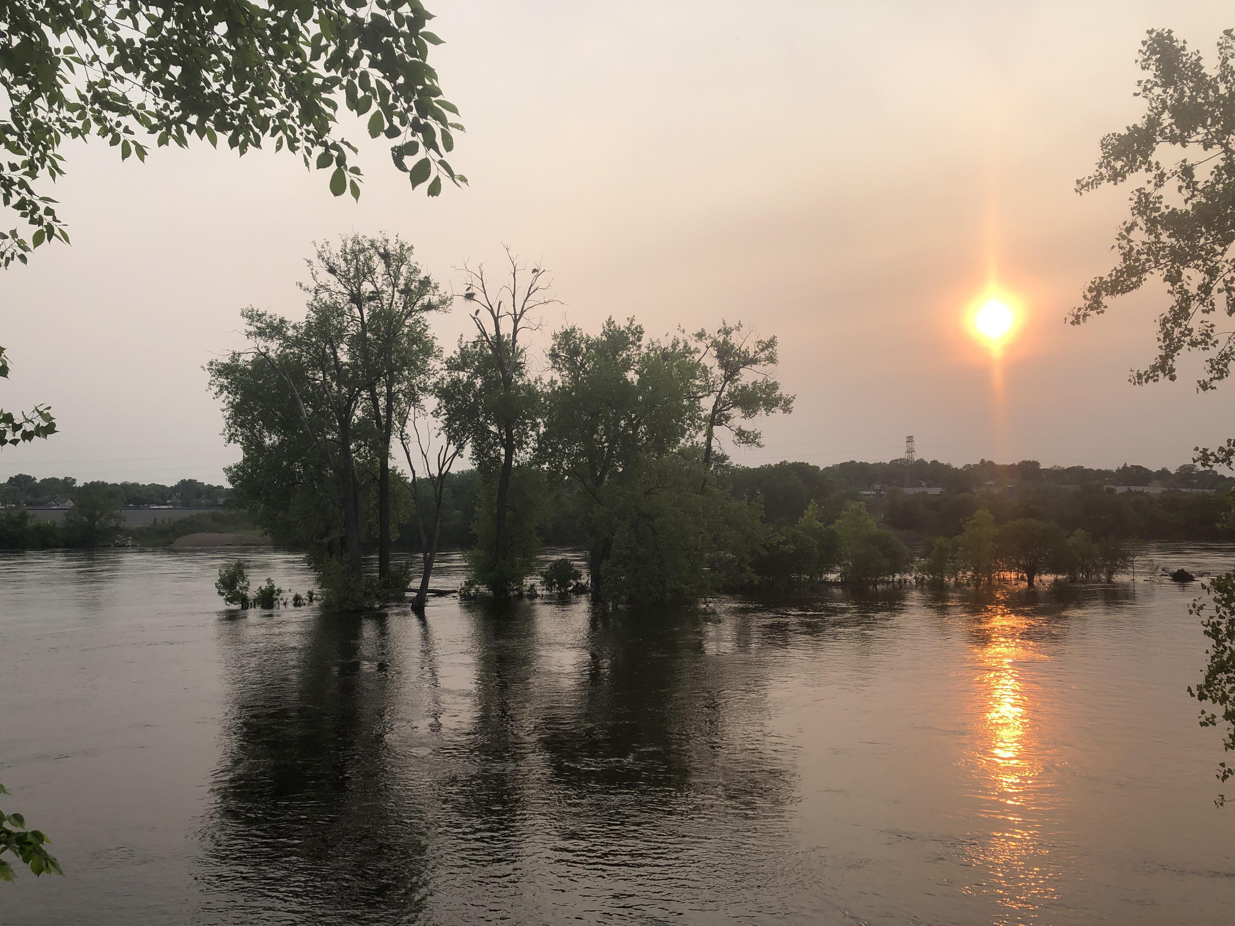 The heron rookery during sunset at Marshall Terrace Park in Northeast