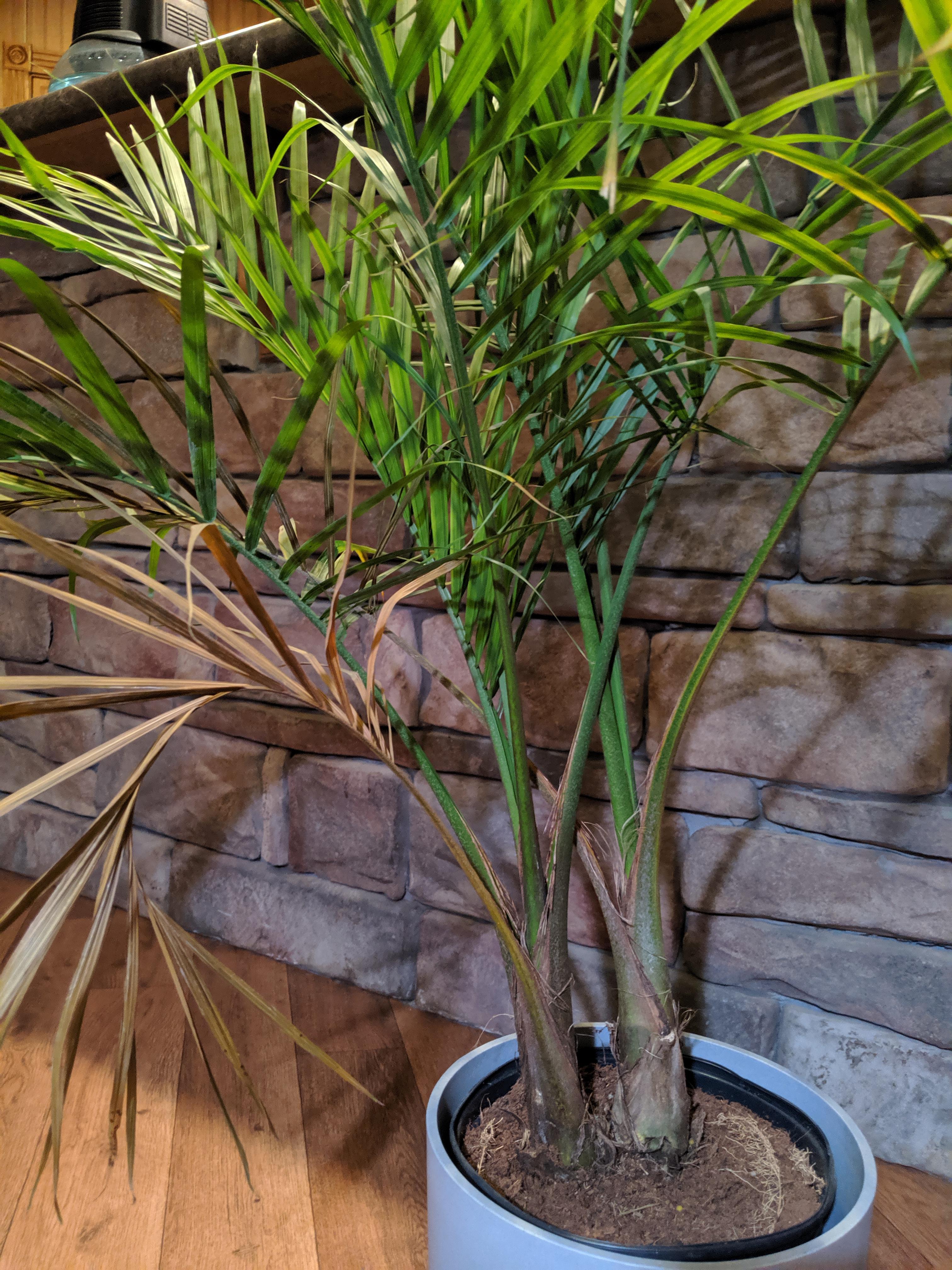 This parlor palm was likely getting too little water and too much sun