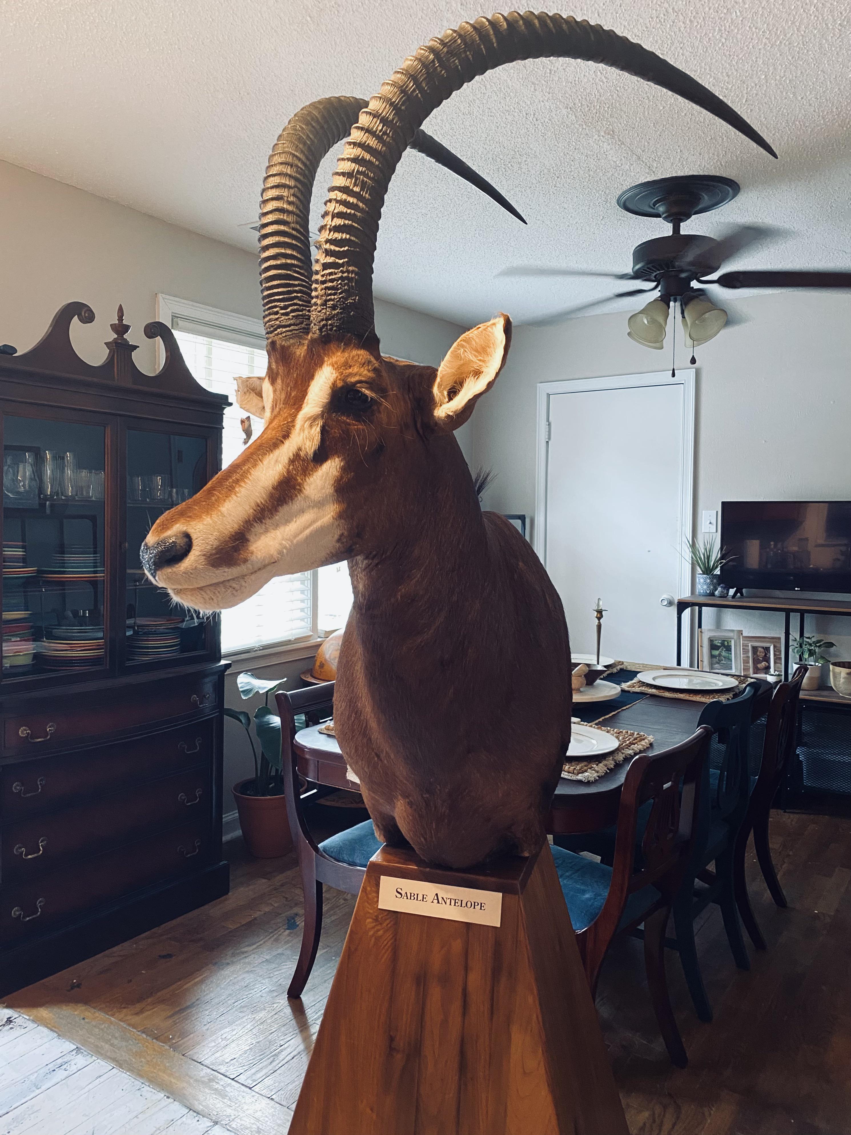 Figured you guys would appreciate this sable antelope! Shot by