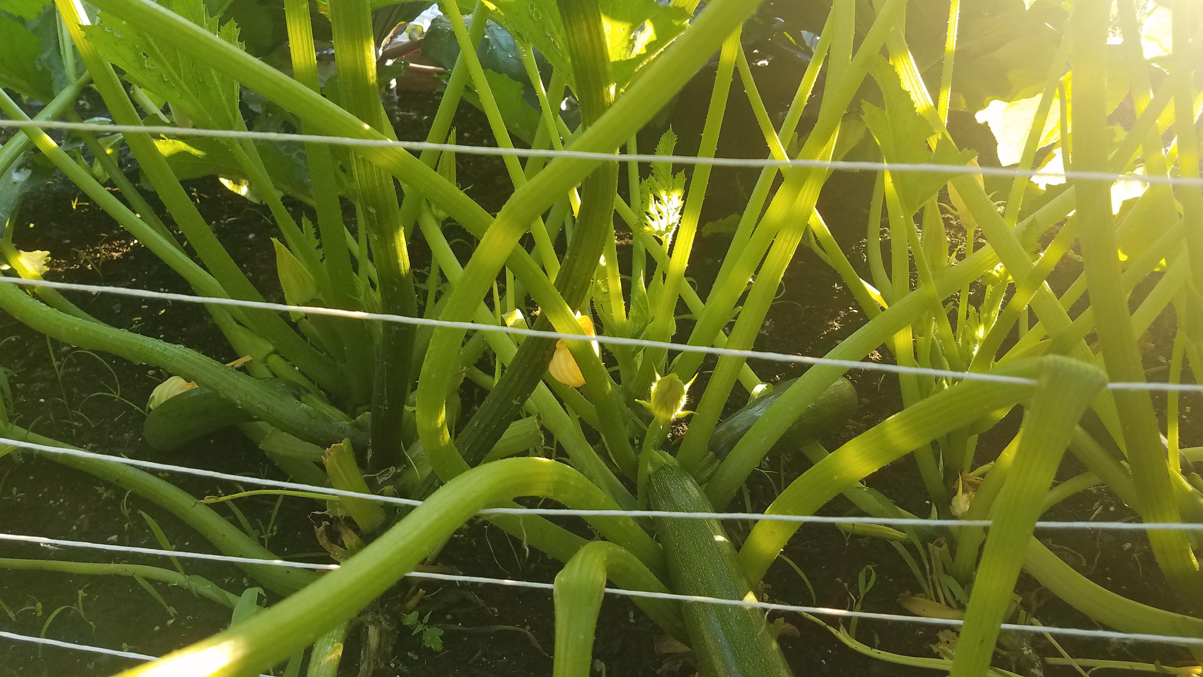 Are my zucchini too crowded? Female flowers not opening r/gardening