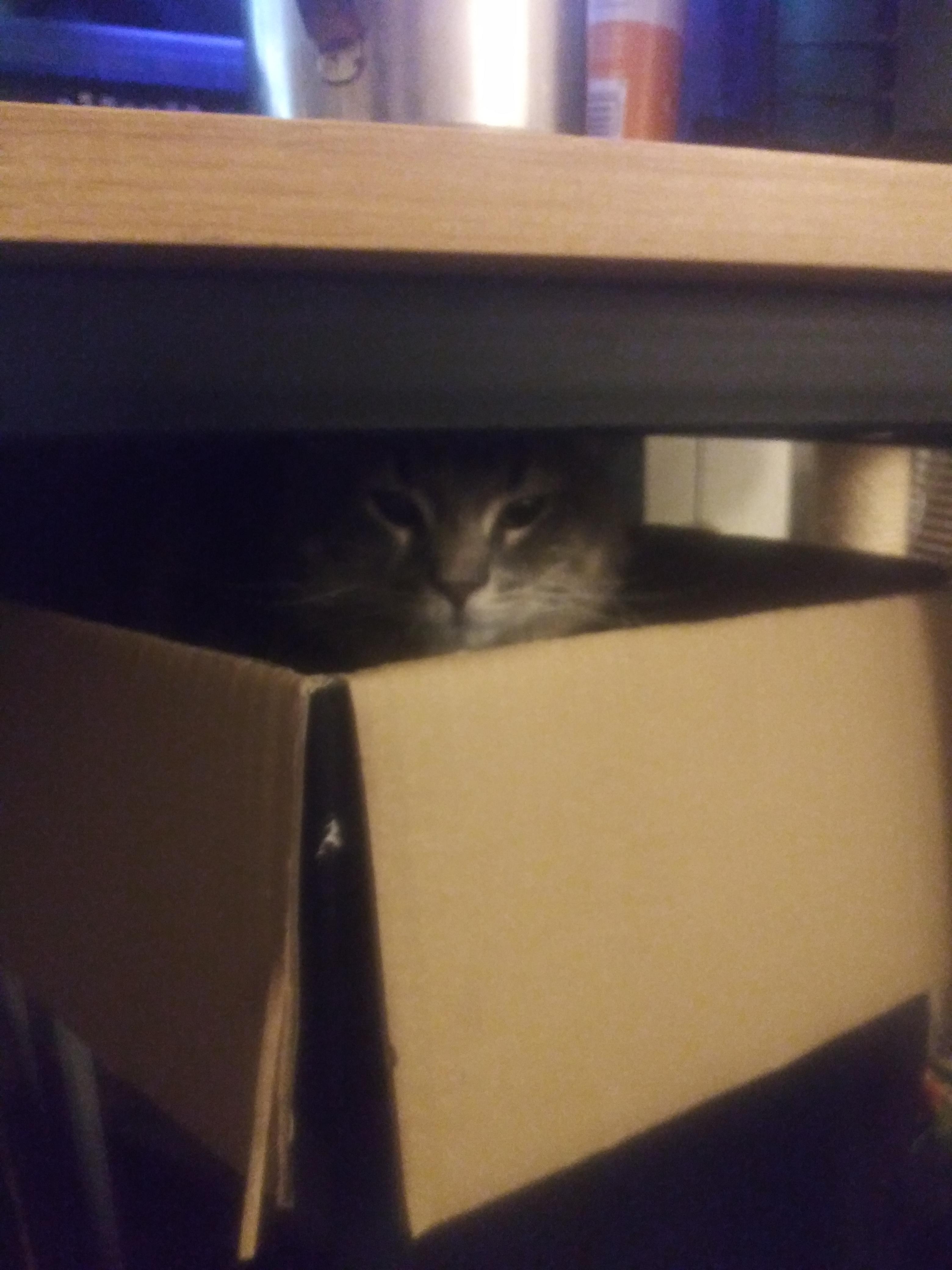 Hes watching you 👀 IfIFitsISits