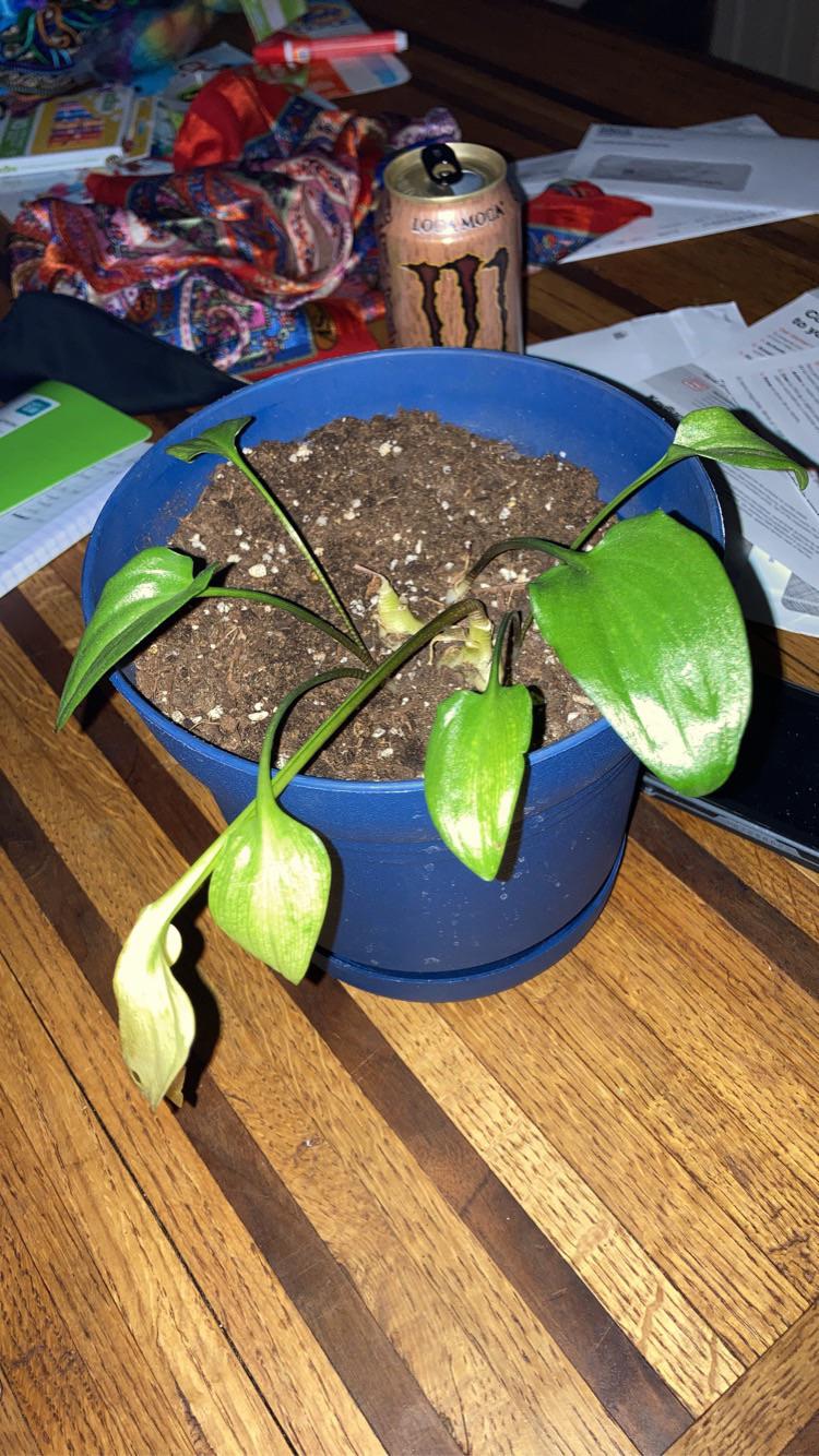 Plant id? r/PlantIdentification