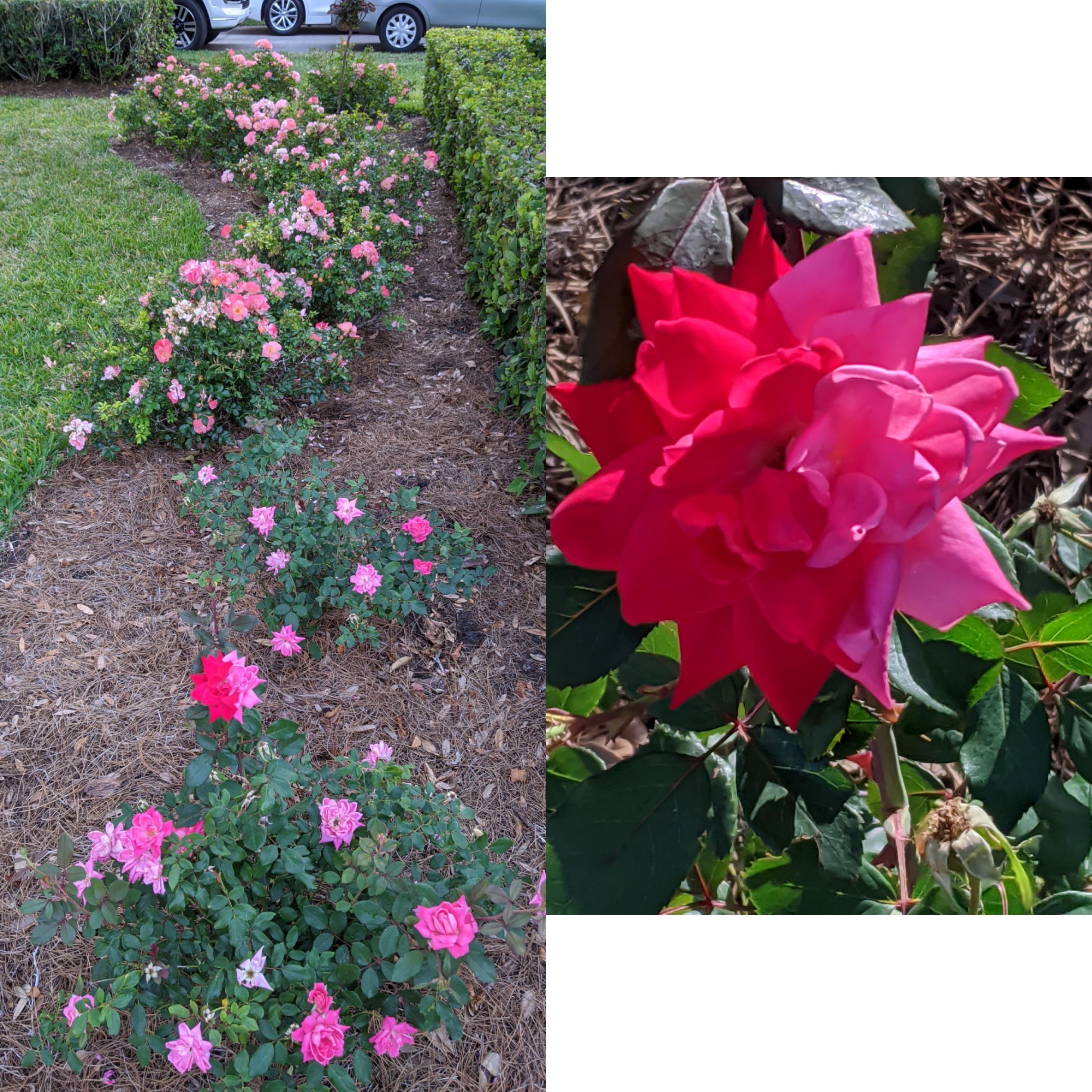 What’s up with this bicolored rose? (Jacksonville, FL) r/gardening