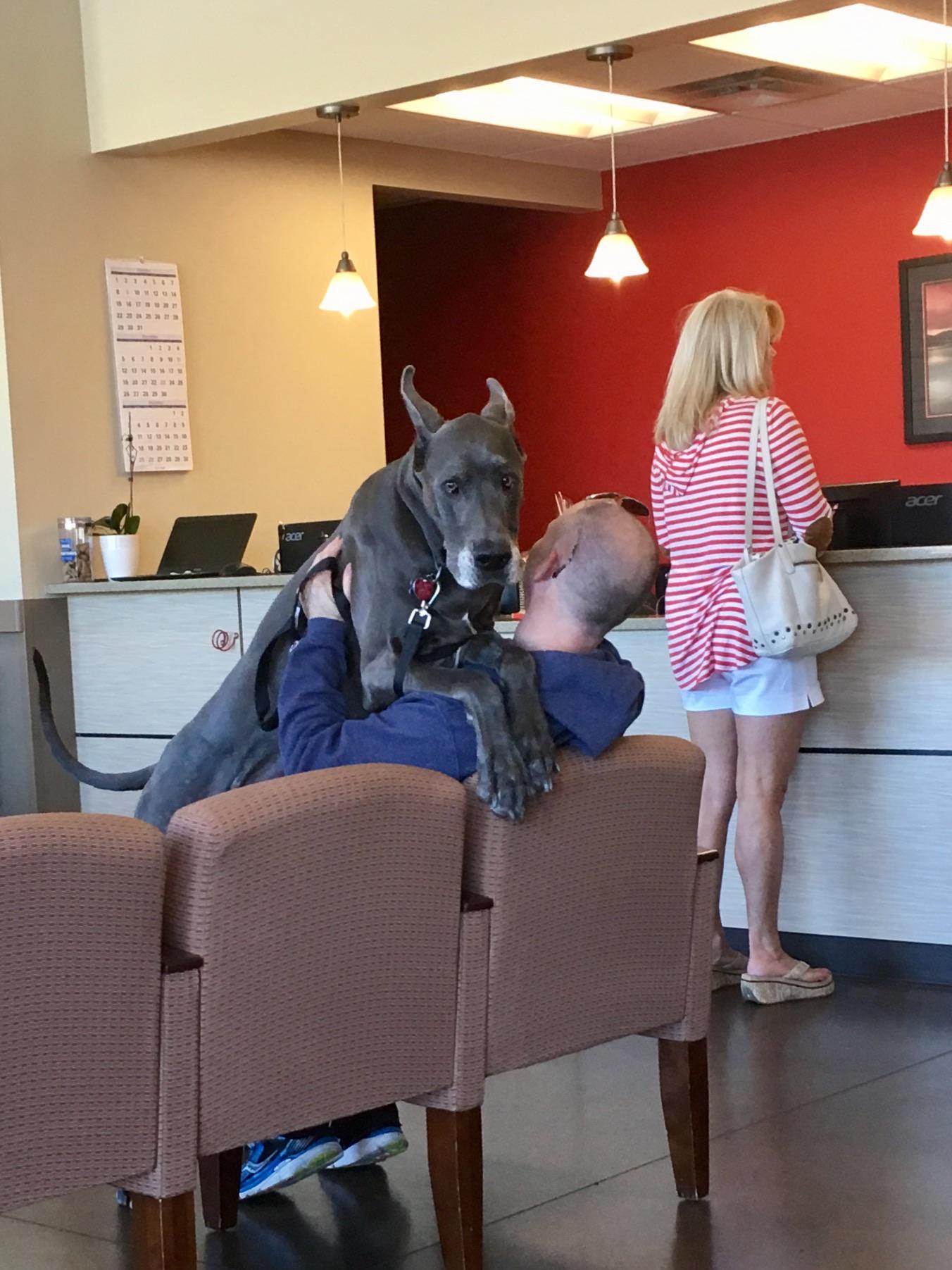 Scared Dog At Vet