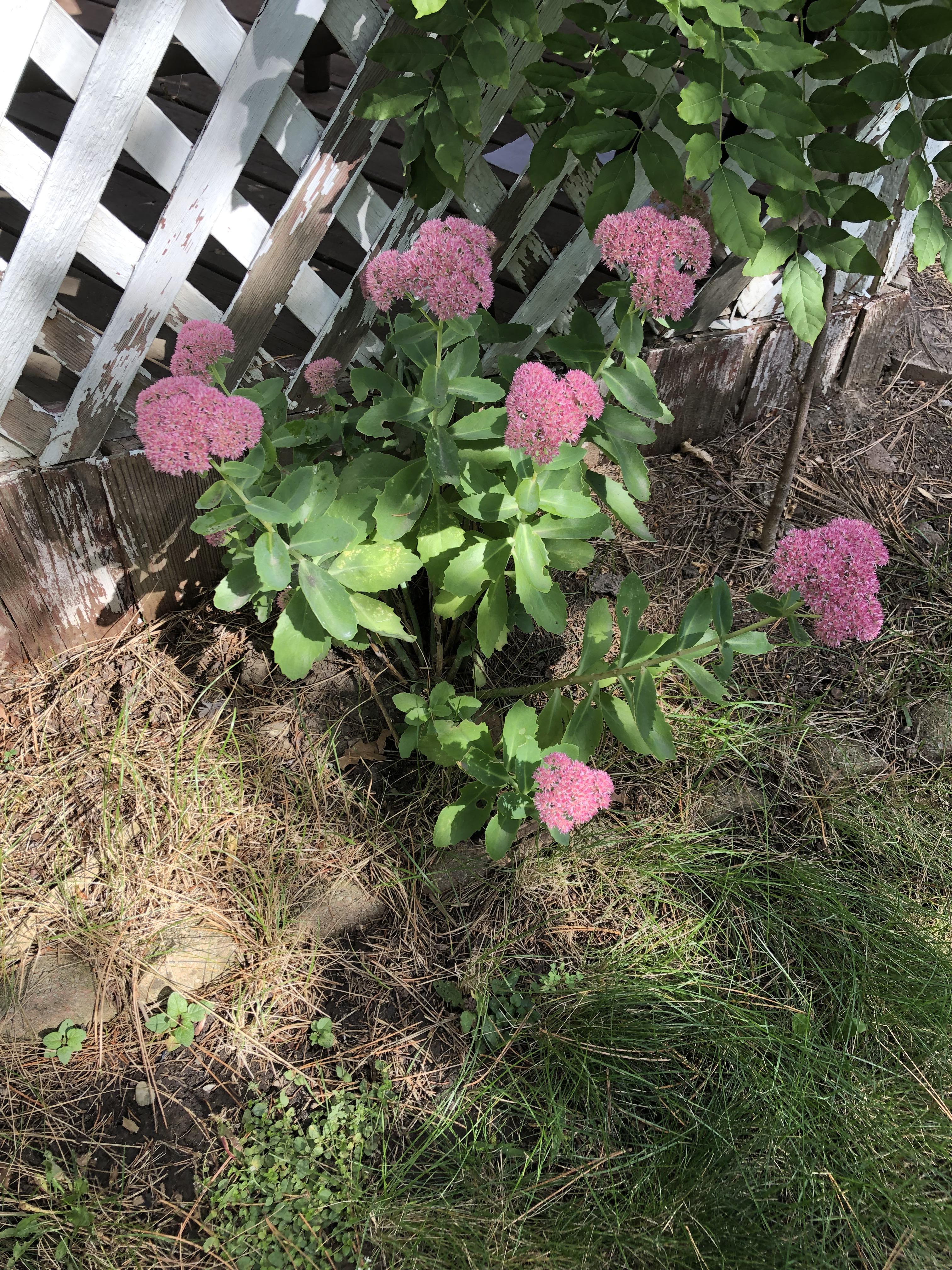 This blooms in August in zone 5. Anyone know the name? r/whatsthisplant