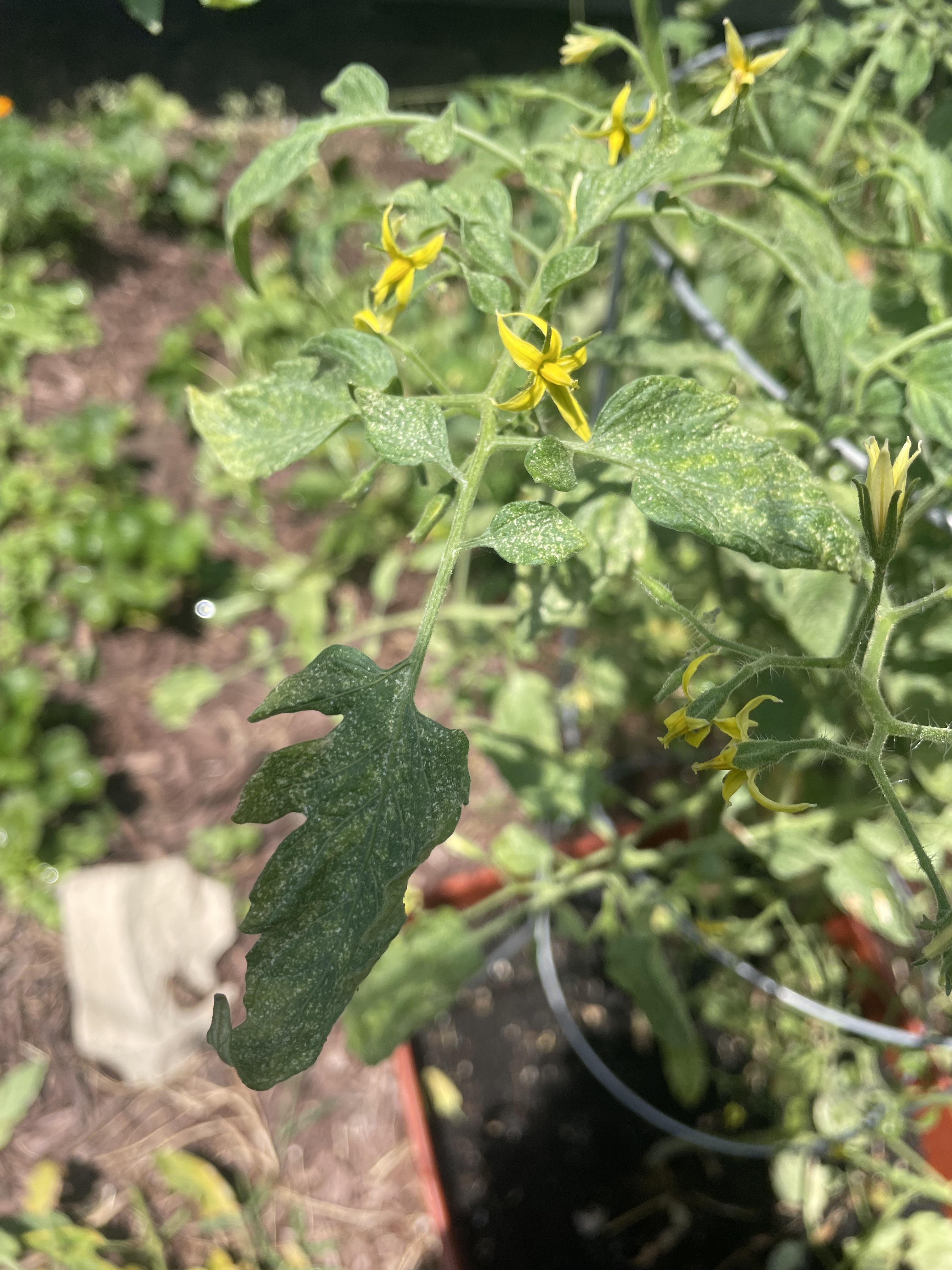 Tons of flowers, no fruit, white spots on leaves r/tomatoes