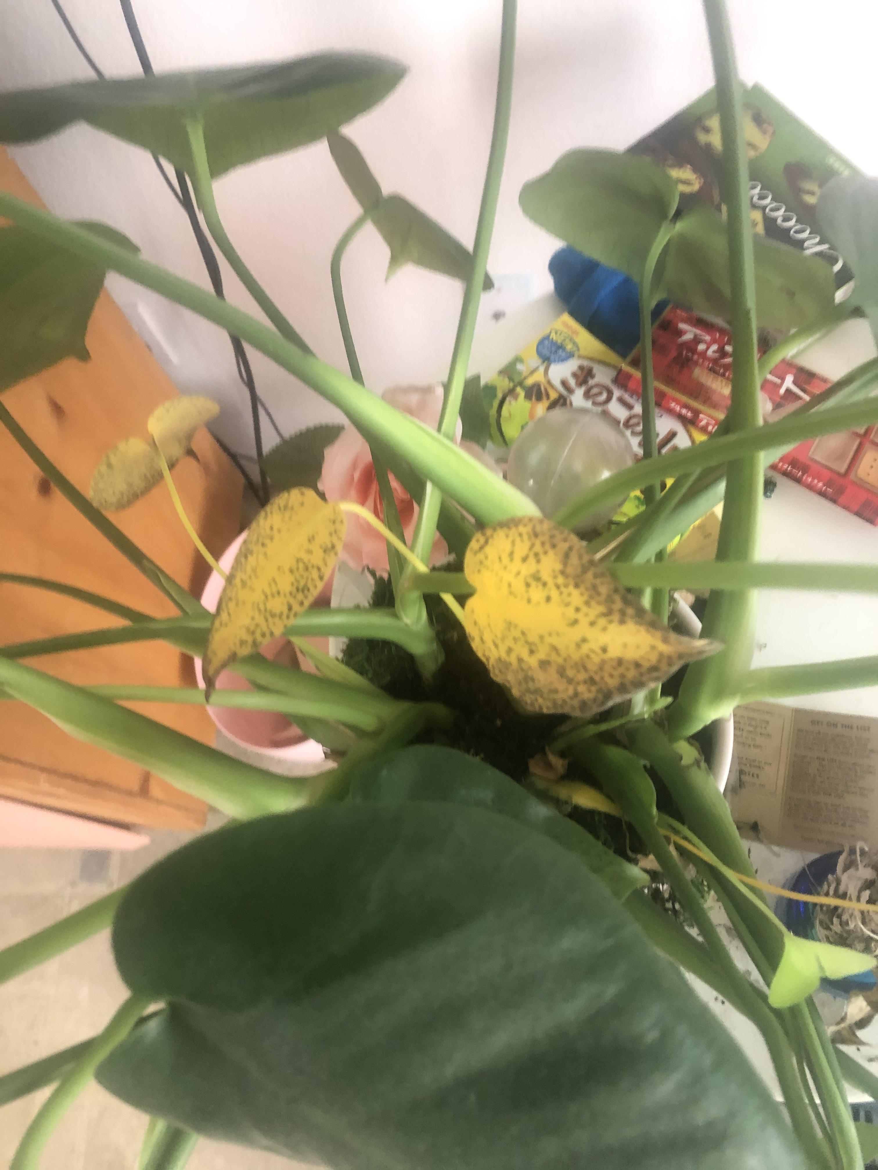 Help my monstera!! Her new leaves are yellow and brown and some of the